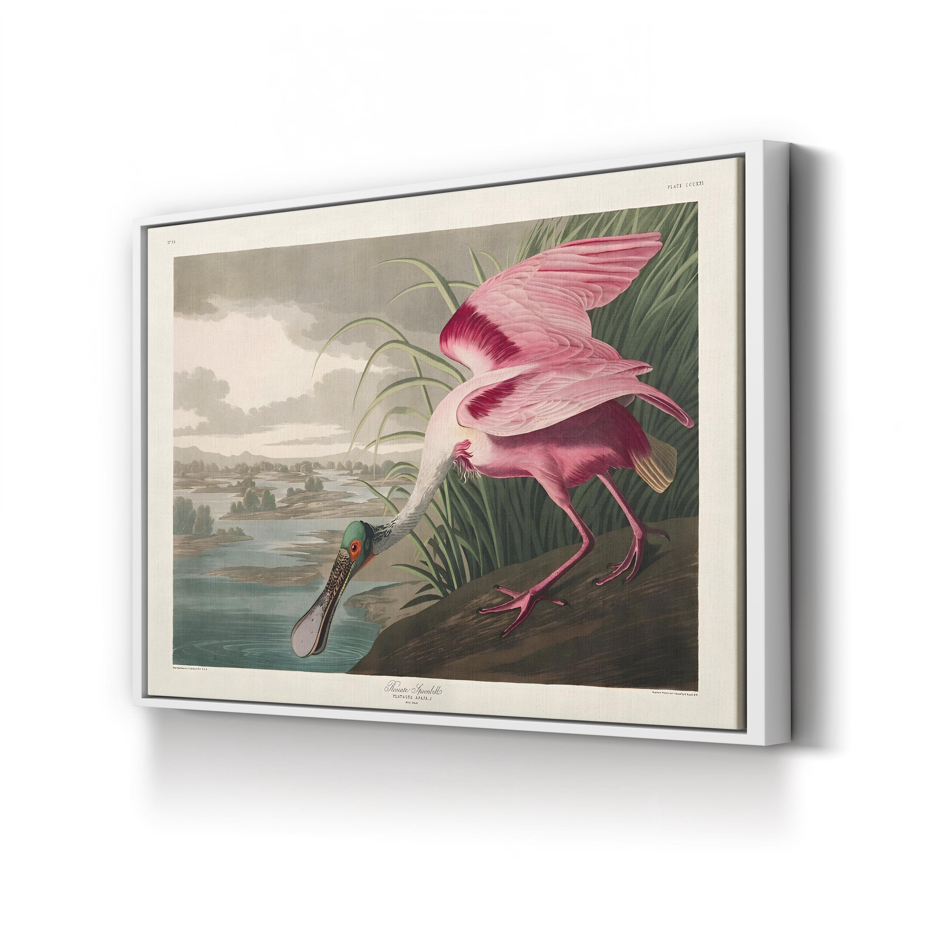 Roseate Spoonbills II Wall Art – Vintage Wildlife Bird Illustration Canvas