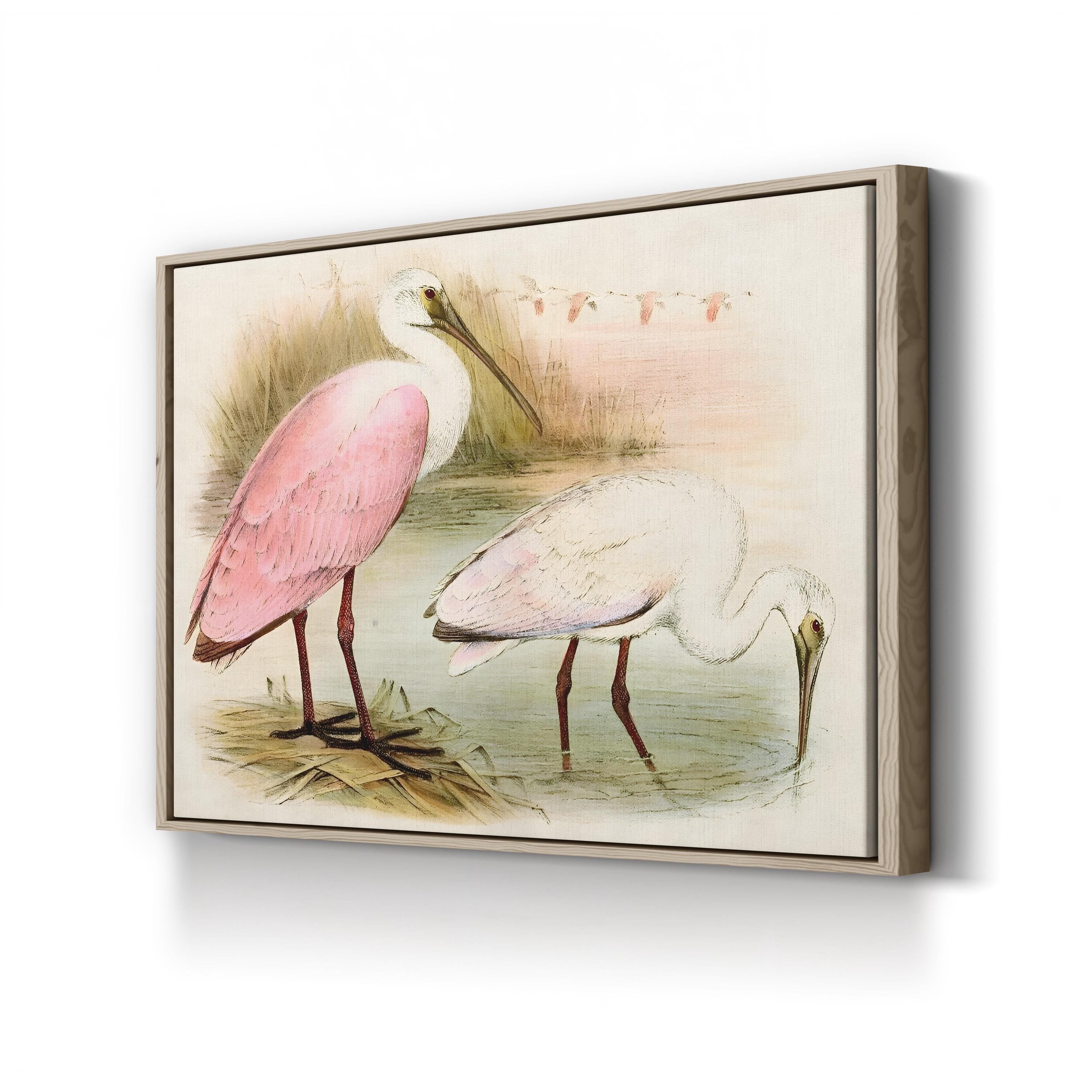 Roseate Spoonbill Elegance – Period Illustration Wall Art | Coastal Bird Canvas Print