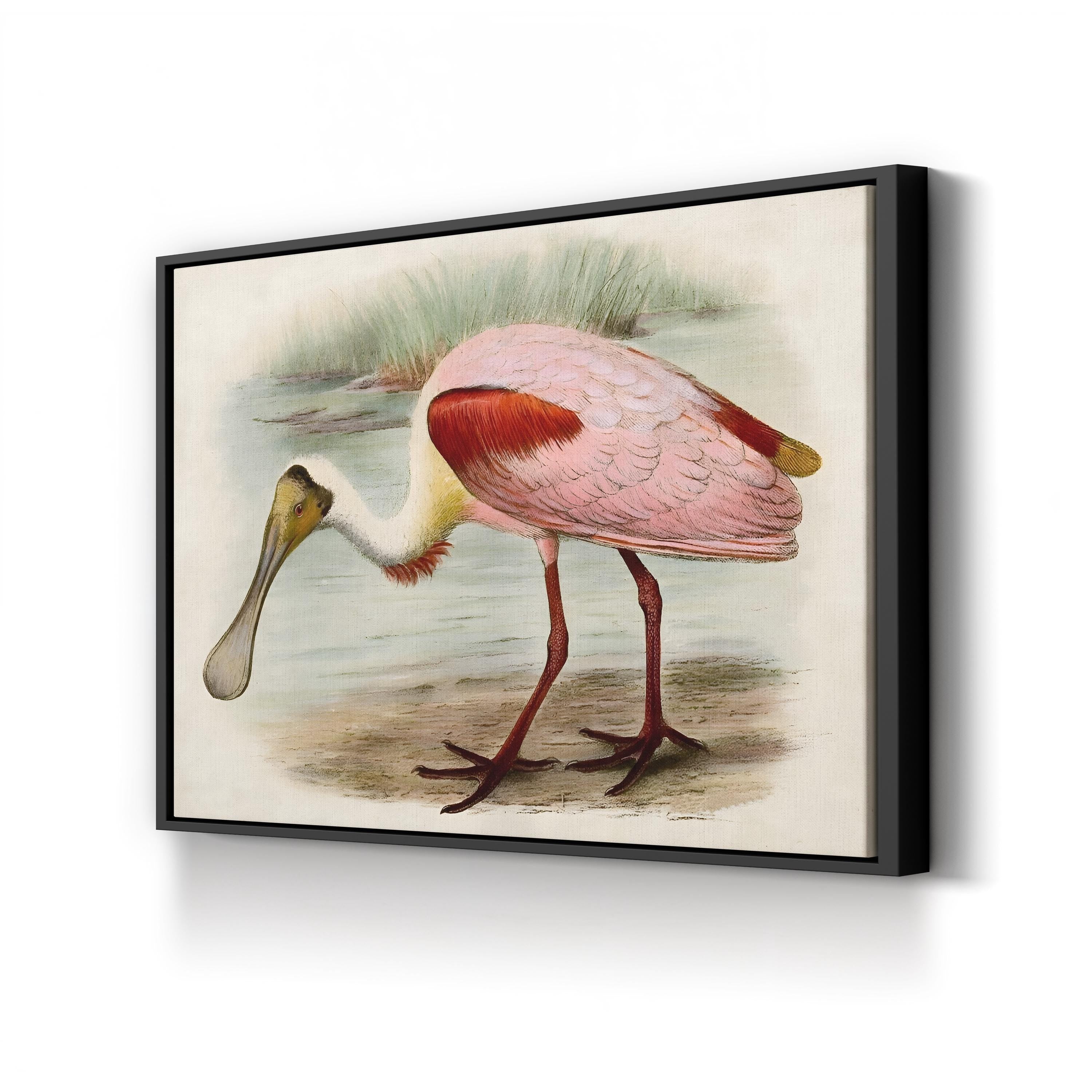 Roseate Spoonbills II Wall Art – Vintage Wildlife Bird Illustration Canvas