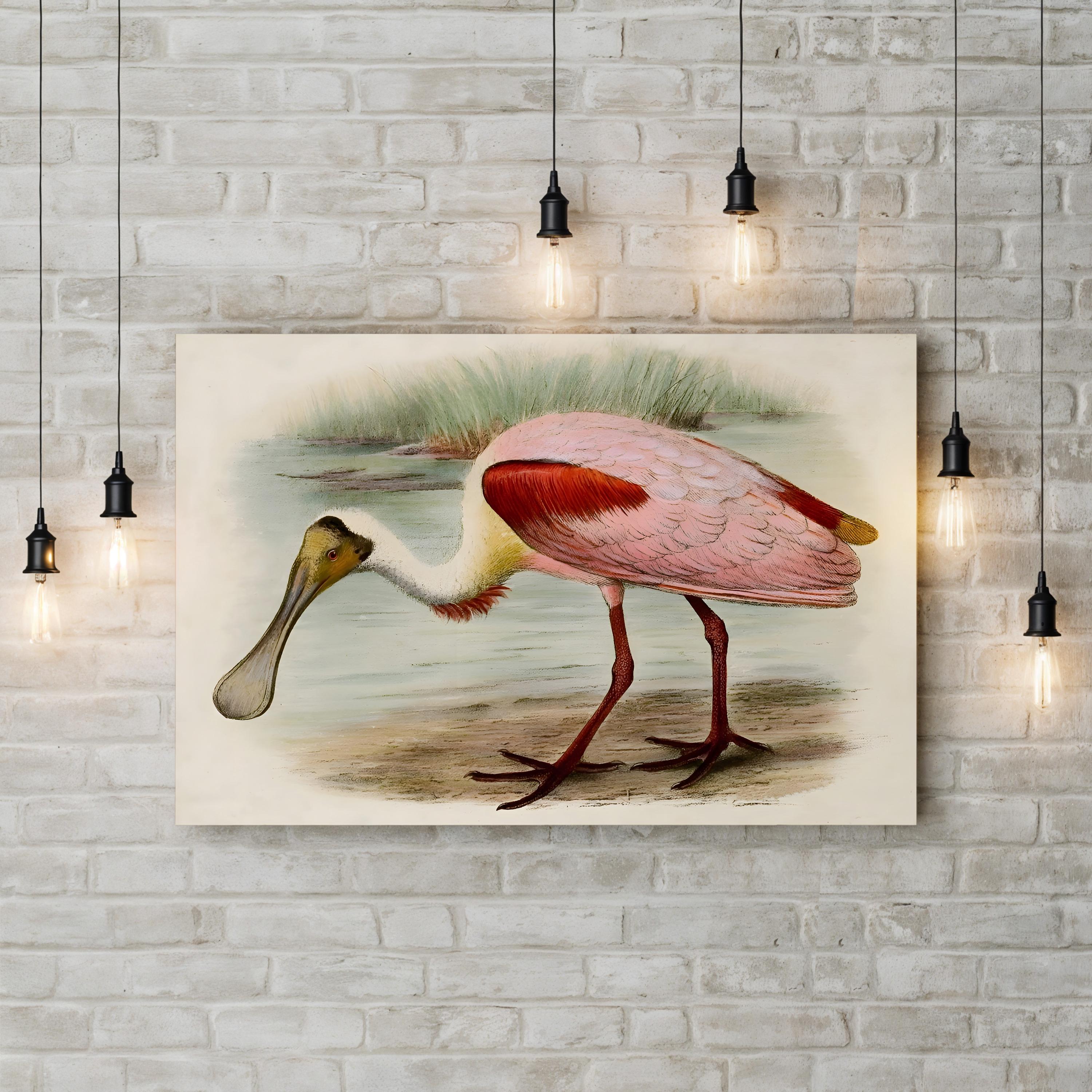 Roseate Spoonbills II Wall Art – Vintage Wildlife Bird Illustration Canvas
