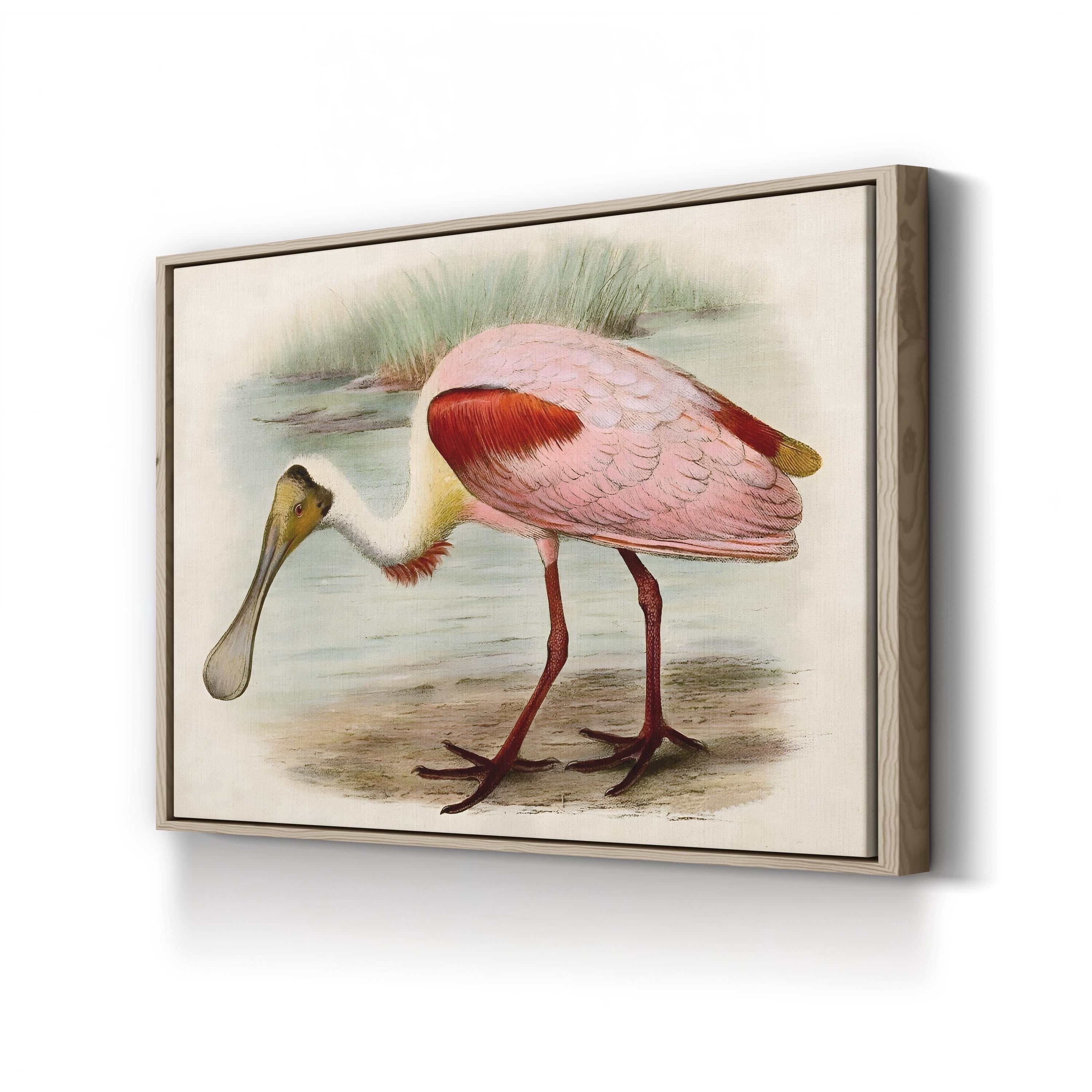 Roseate Spoonbills II Wall Art – Vintage Wildlife Bird Illustration Canvas