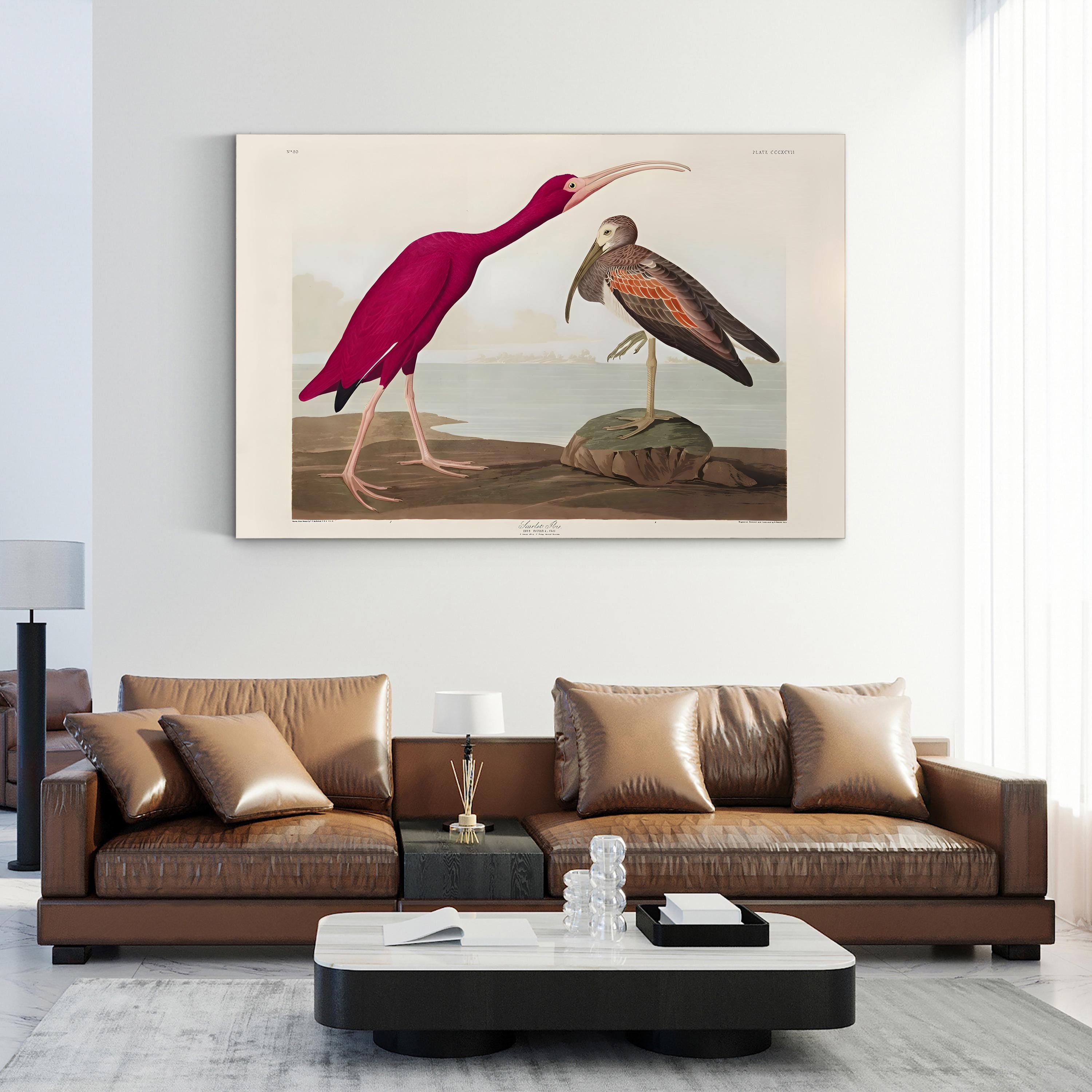 Scarlet Ibis Wall Art by John James Audubon – Classic Ornithological Bird Illustration Canvas