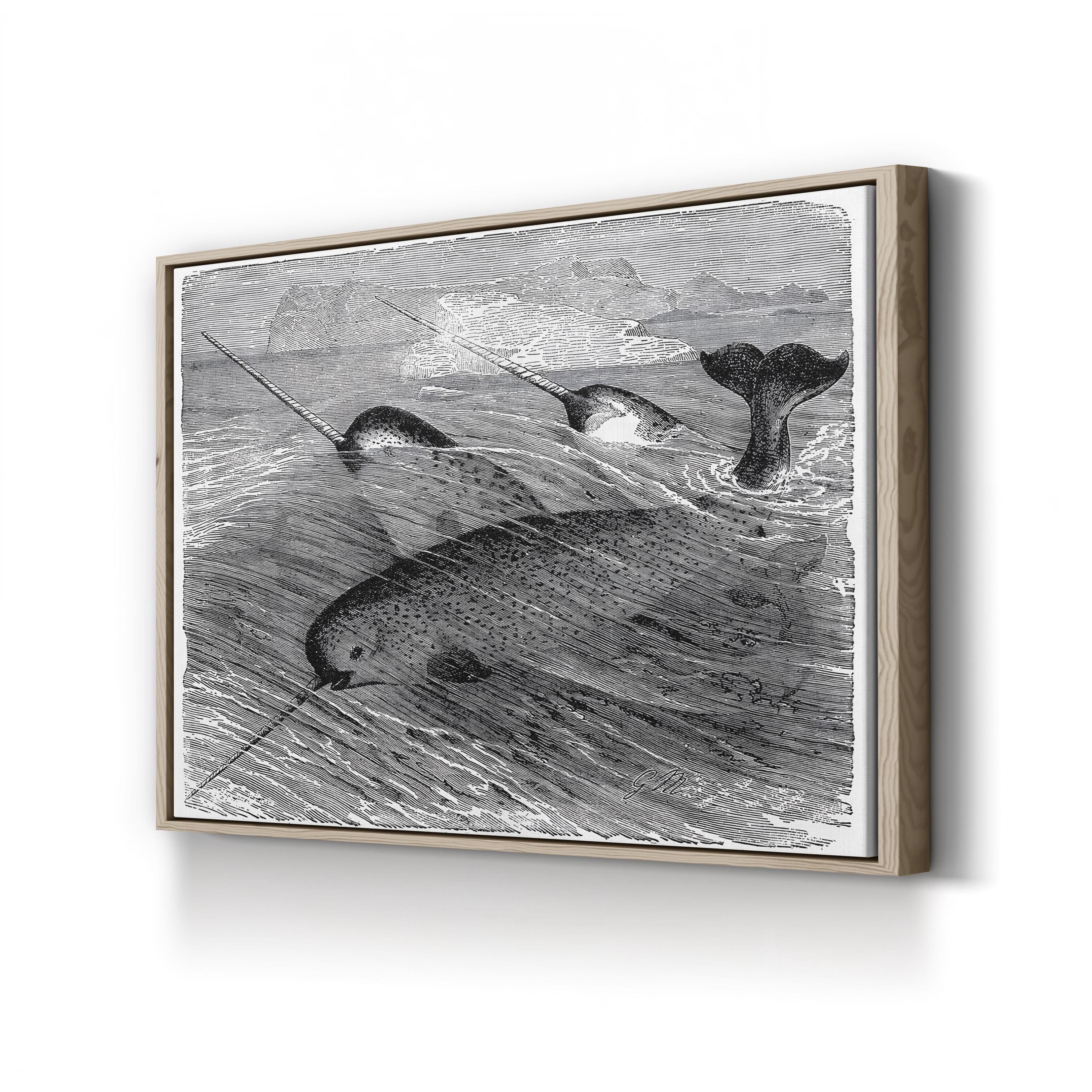 Vintage Narwhal – Period Illustration Wall Art | Black & White Ocean Wildlife Canvas Print