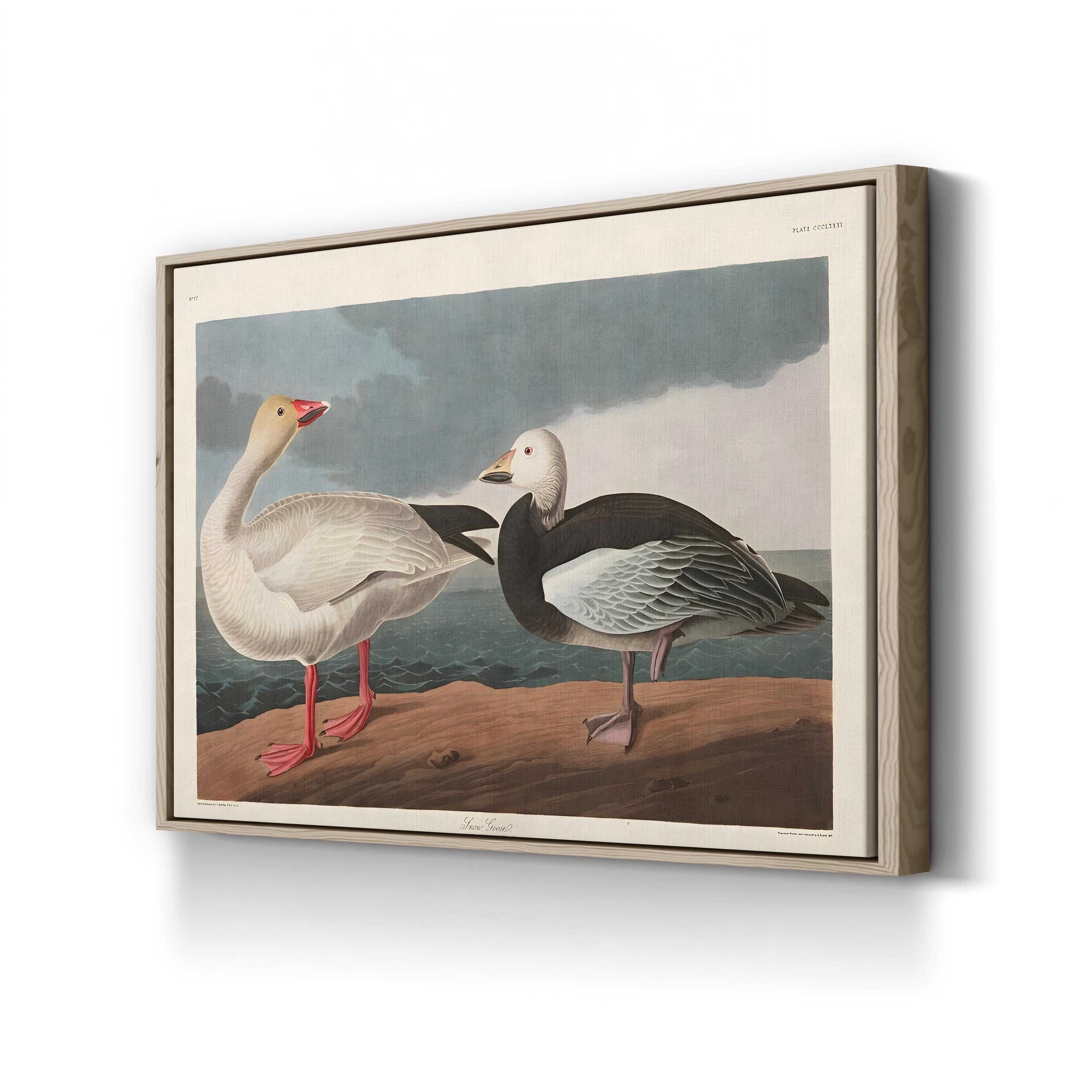 Vintage Snow Goose in Flight – Period Illustration Wall Art | Wildlife Canvas Print
