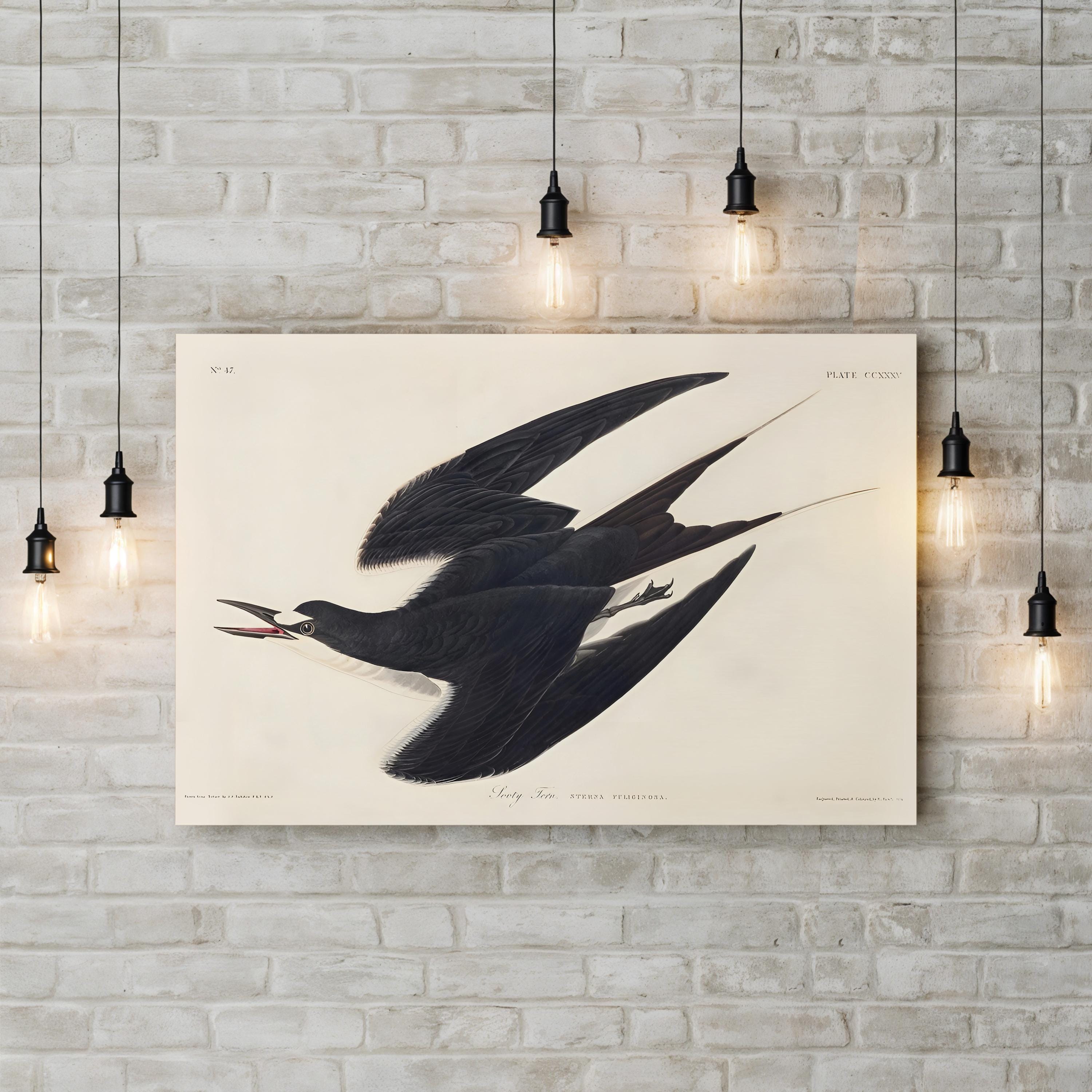Sooty Tern Wall Art by John James Audubon