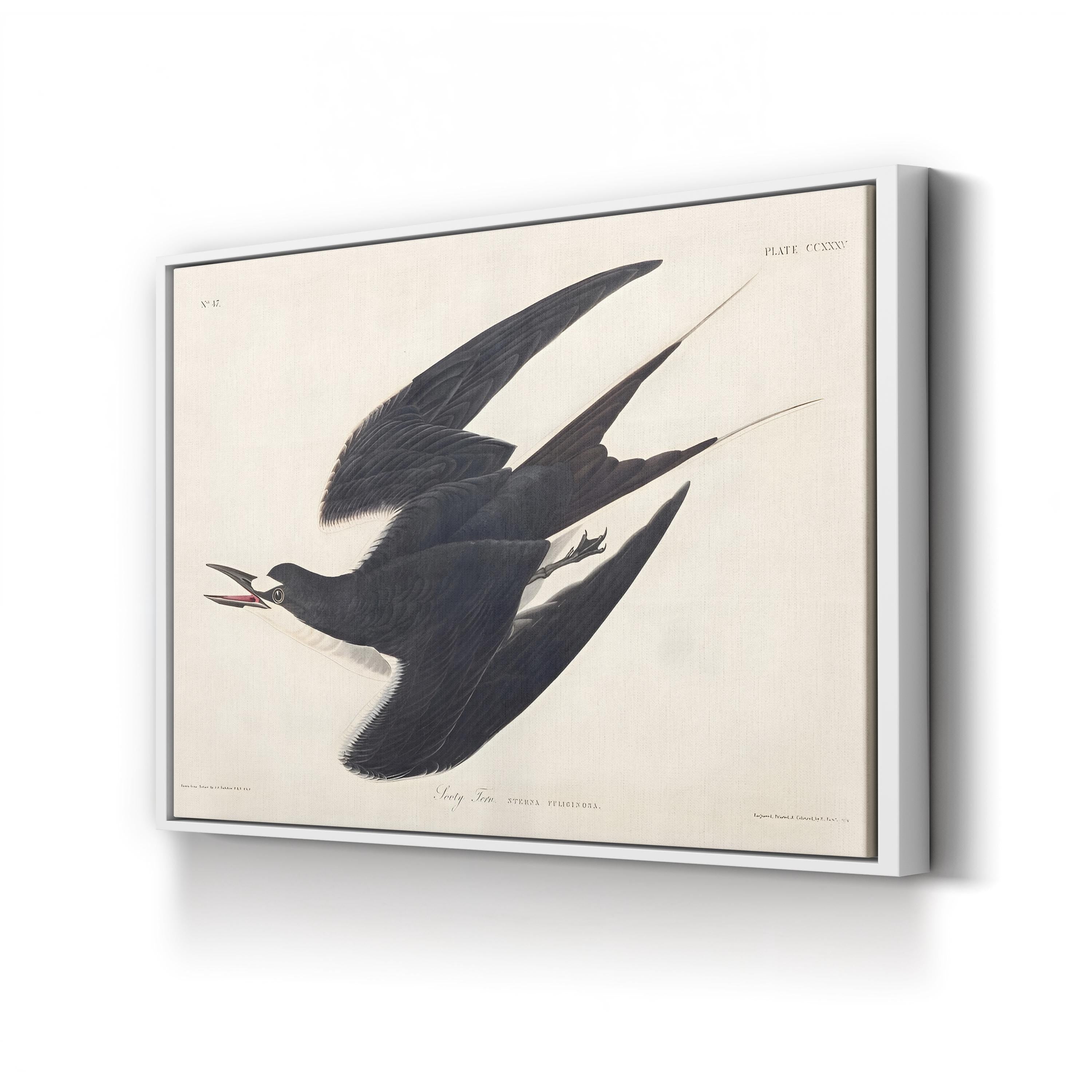 Sooty Tern Wall Art by John James Audubon
