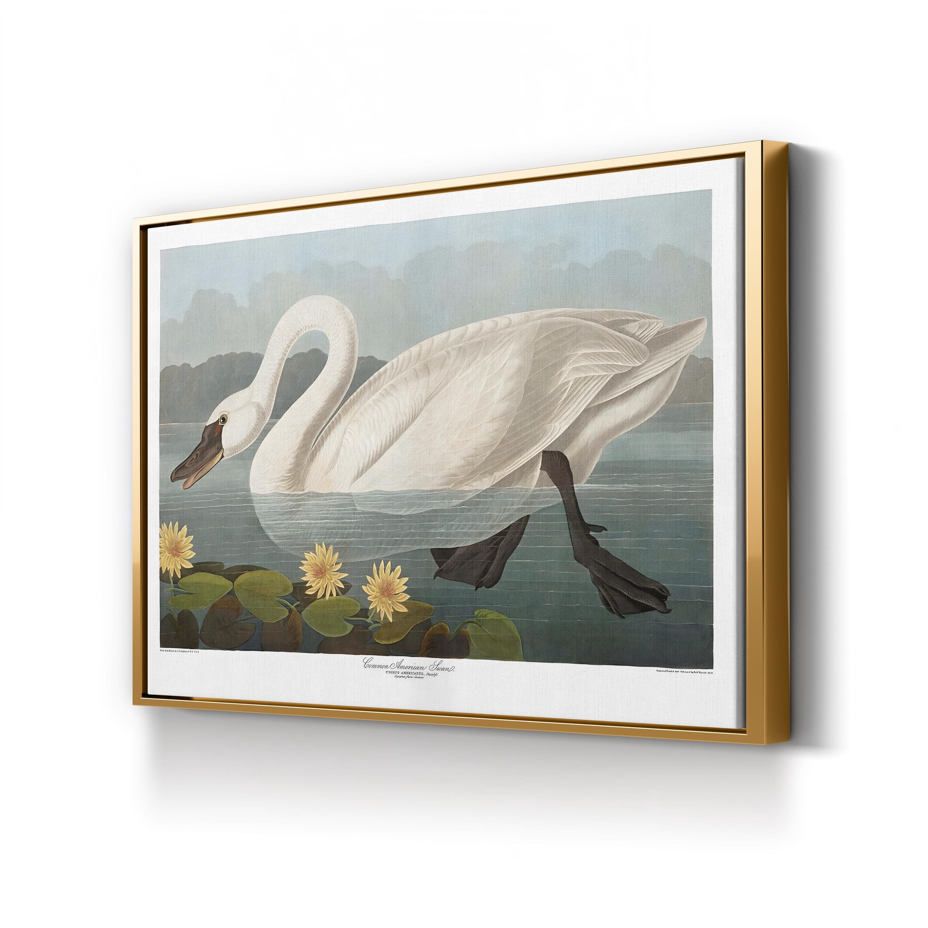 Swan Wall Art by Vintage Apple Collection – Vintage Scientific Bird Illustration Canvas Print