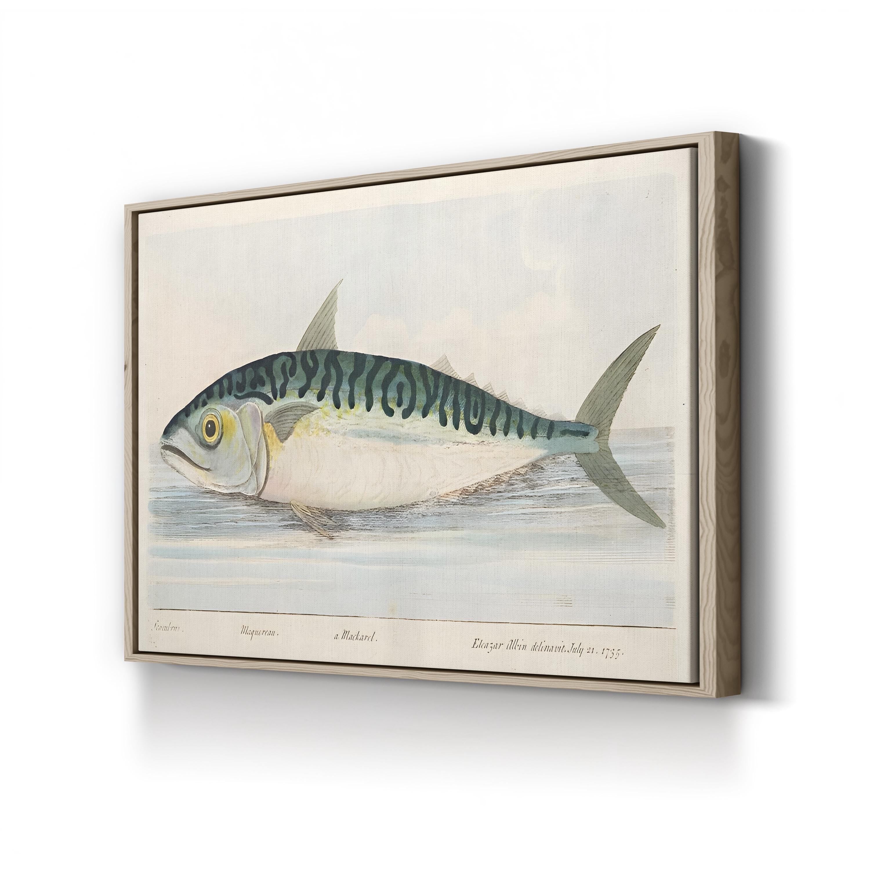 The Mackerel (1832) Wall Art by Eleazar Albin – Antique Natural History Fish Engraving
