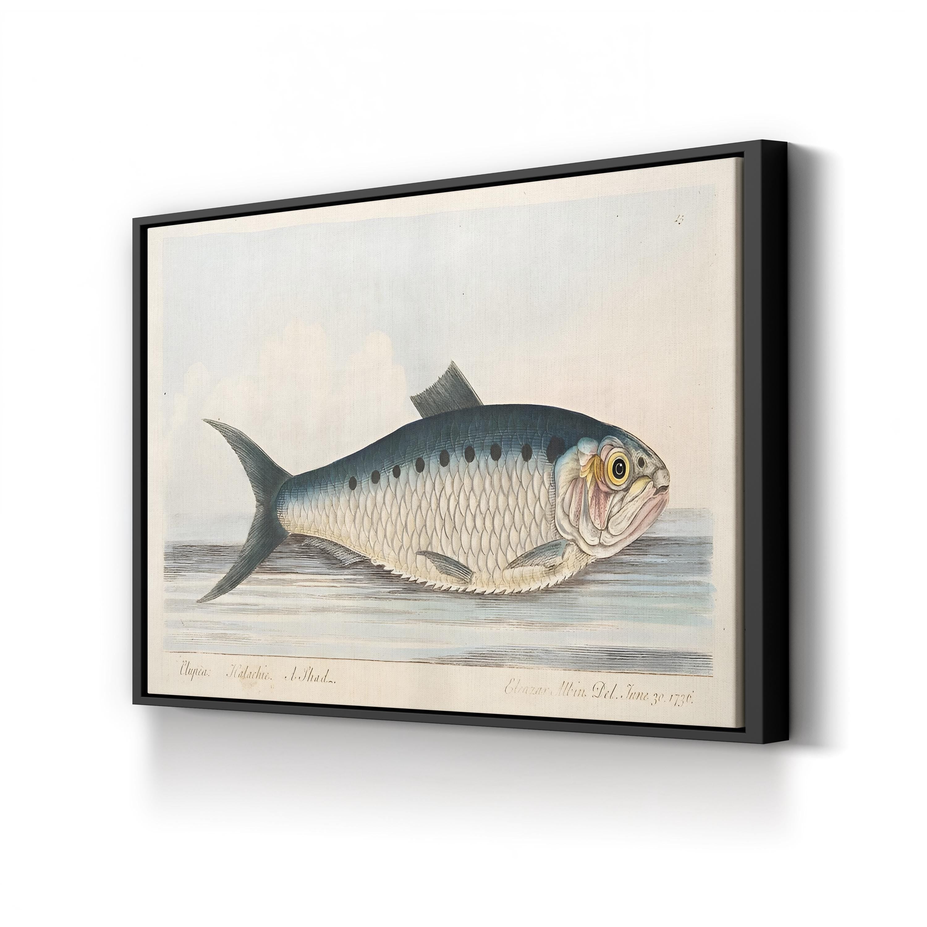 Shad Fish, by Eleazar Albin canvas print in black frame