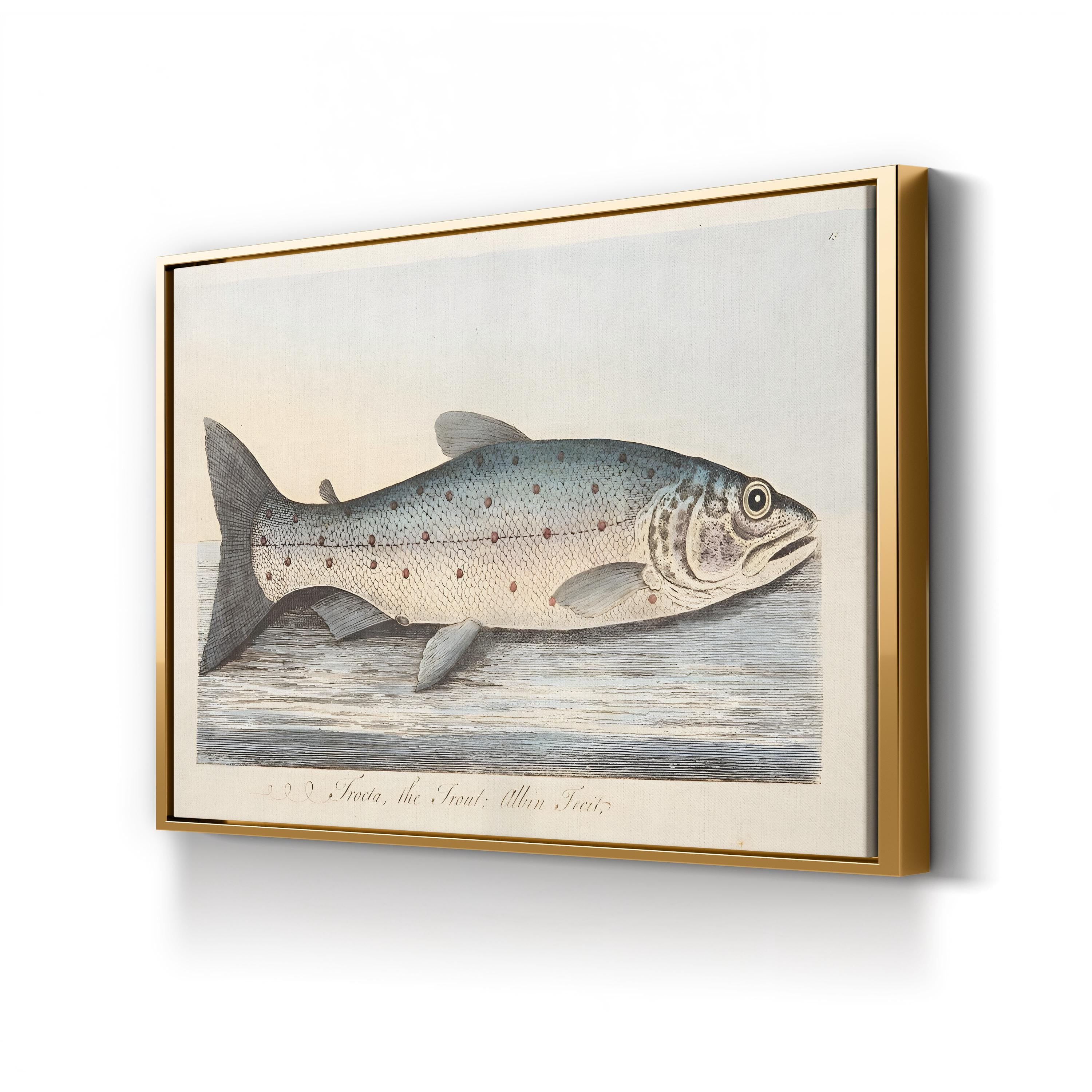 The Trout, 1832 by Eleazar Albin canvas print in Gold frame