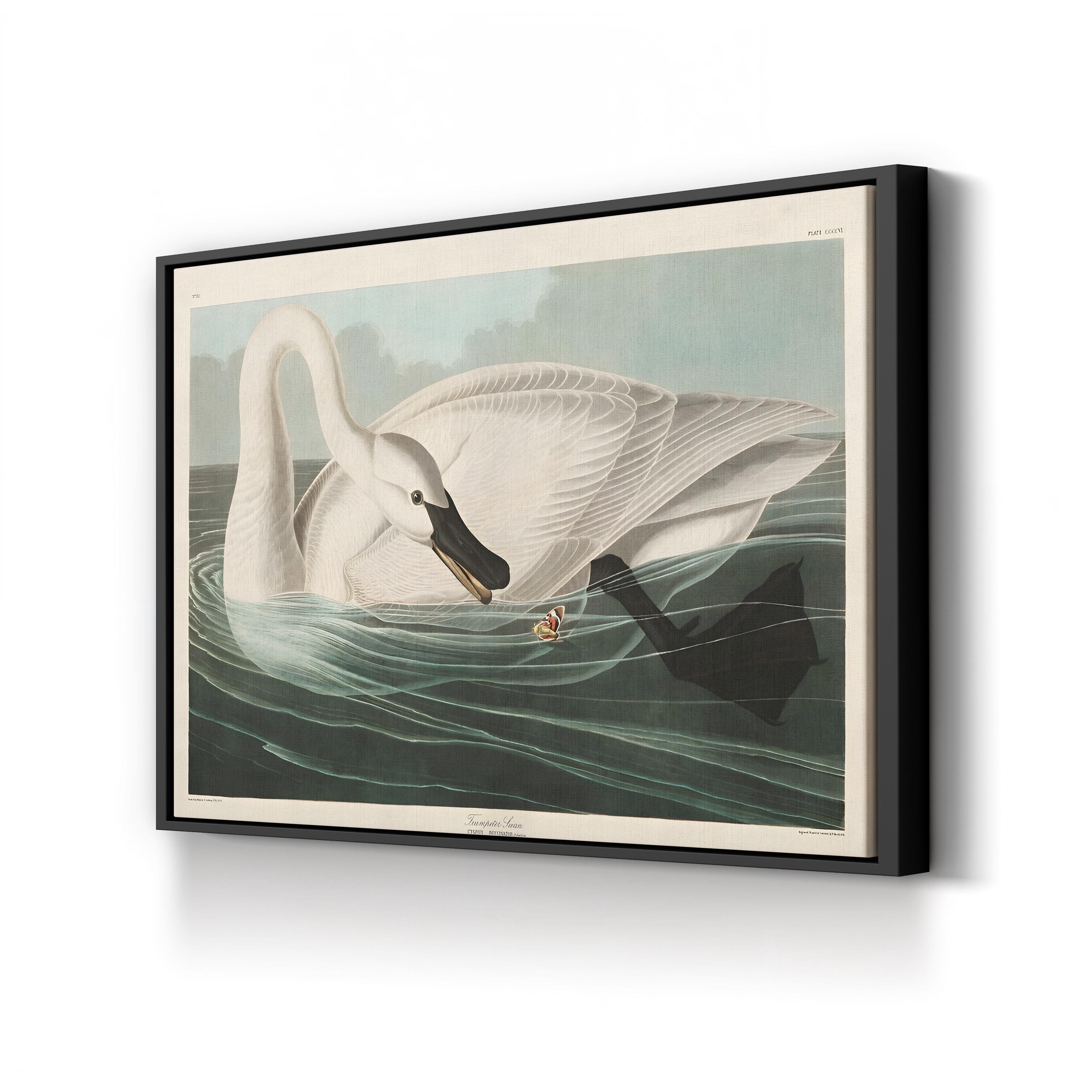 Trumpeter Swan Canvas Art Print: Vintage Wildlife Wall Art in Hand-Cut Wood Frame