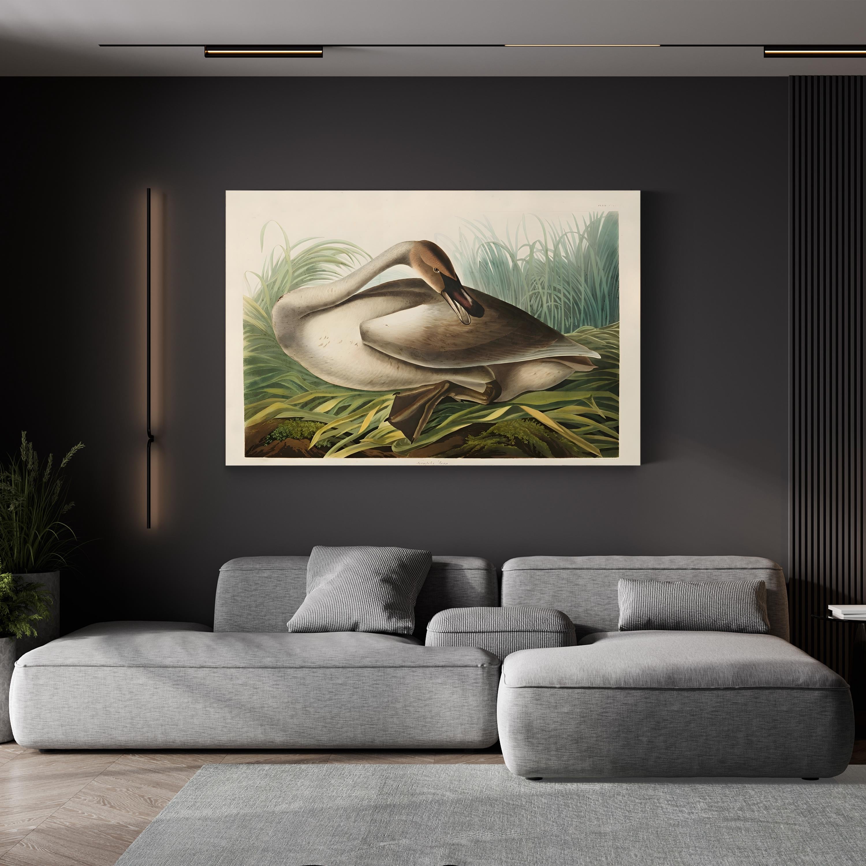 Trumpeter Swans Canvas Wall Art: Audubon Hand-Colored Wildlife Print