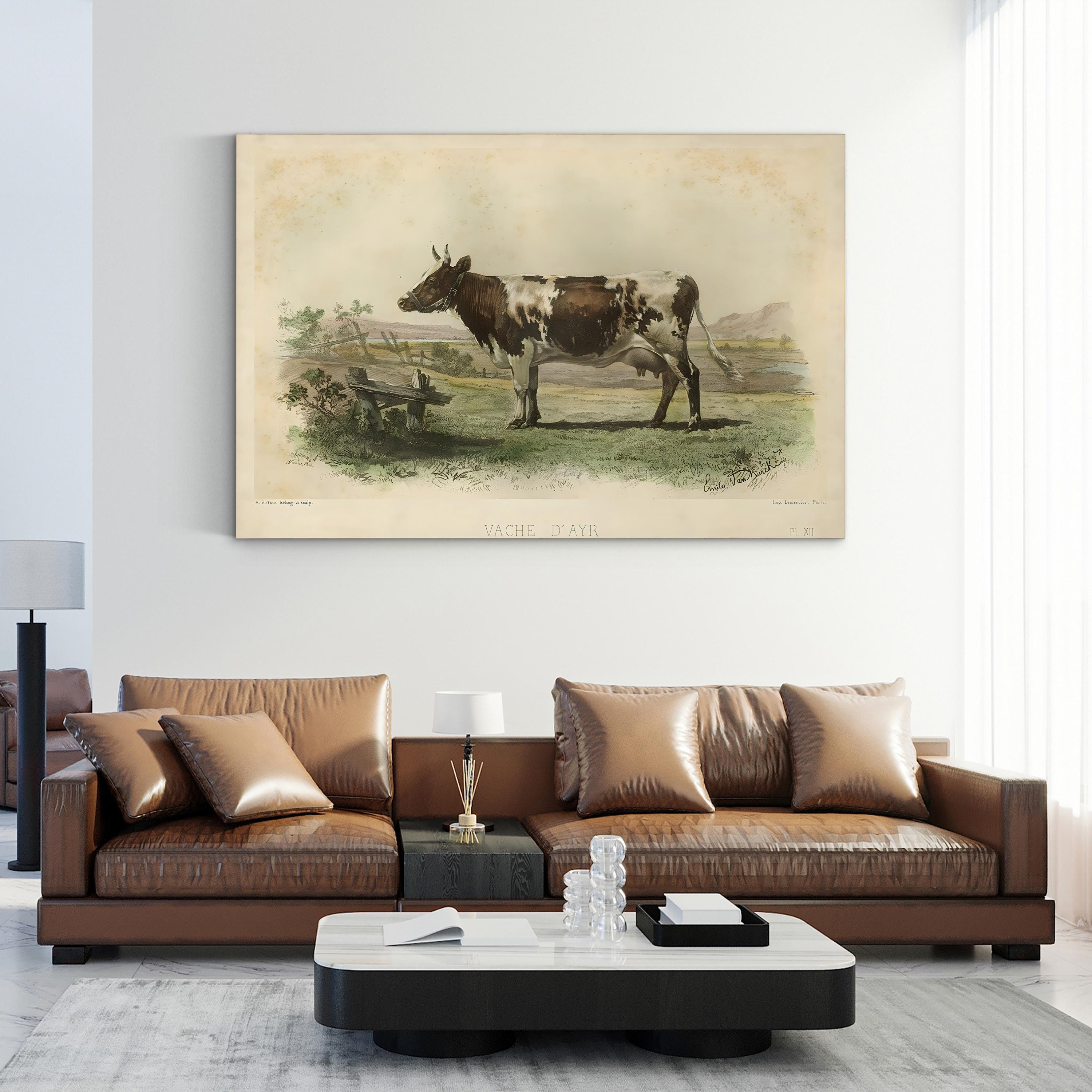 Vache d’Ayr Ayrshire Cow – Period Illustration Wall Art | Rustic Farmhouse Canvas Print
