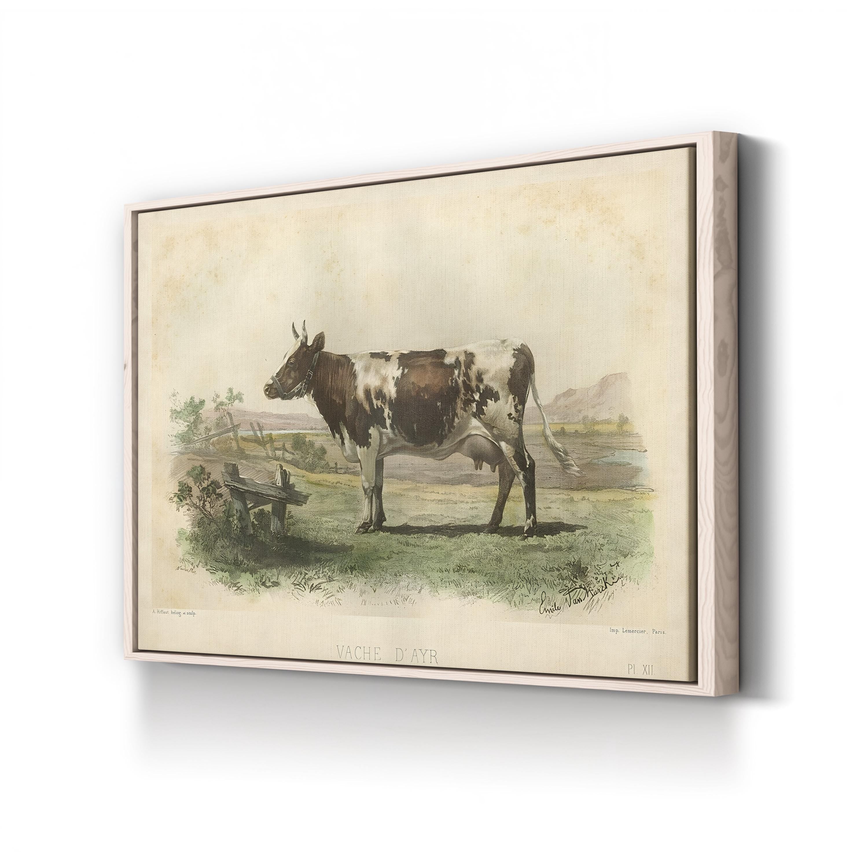 Vache d’Ayr Ayrshire Cow – Period Illustration Wall Art | Rustic Farmhouse Canvas Print