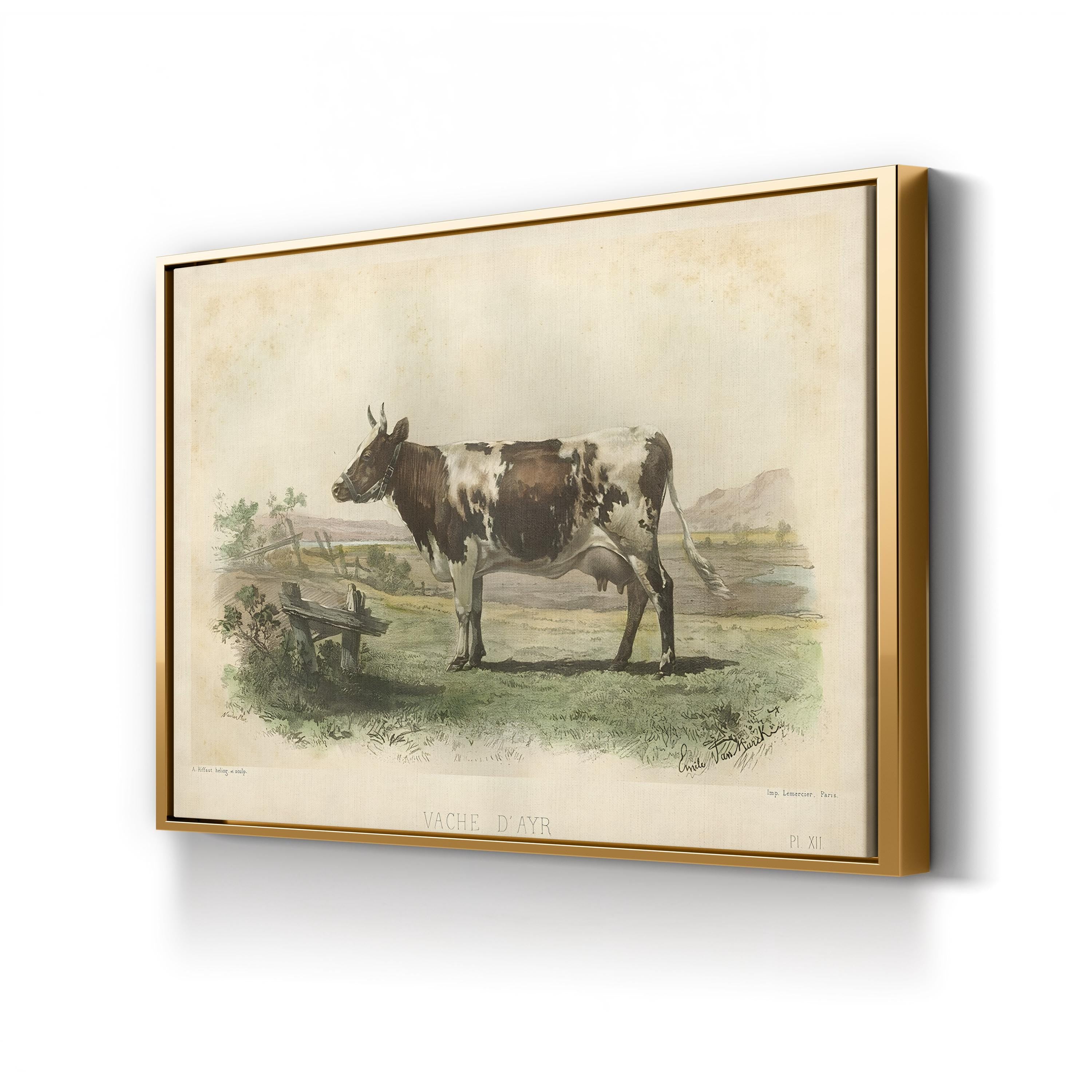 Vache d’Ayr Ayrshire Cow – Period Illustration Wall Art | Rustic Farmhouse Canvas Print