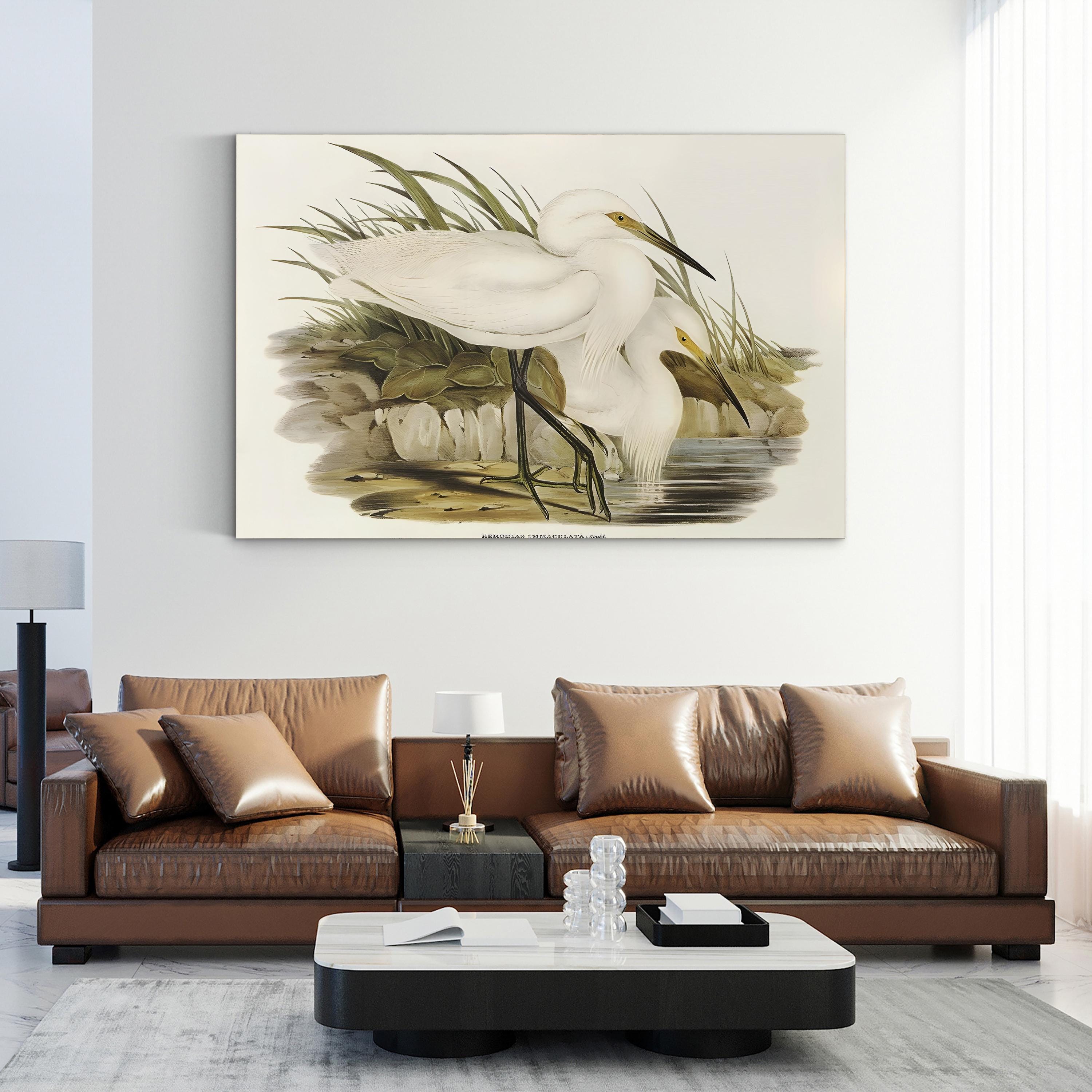 Coastal Egret Waterbird – Period Illustration Wall Art | Vintage Wildlife Canvas Print