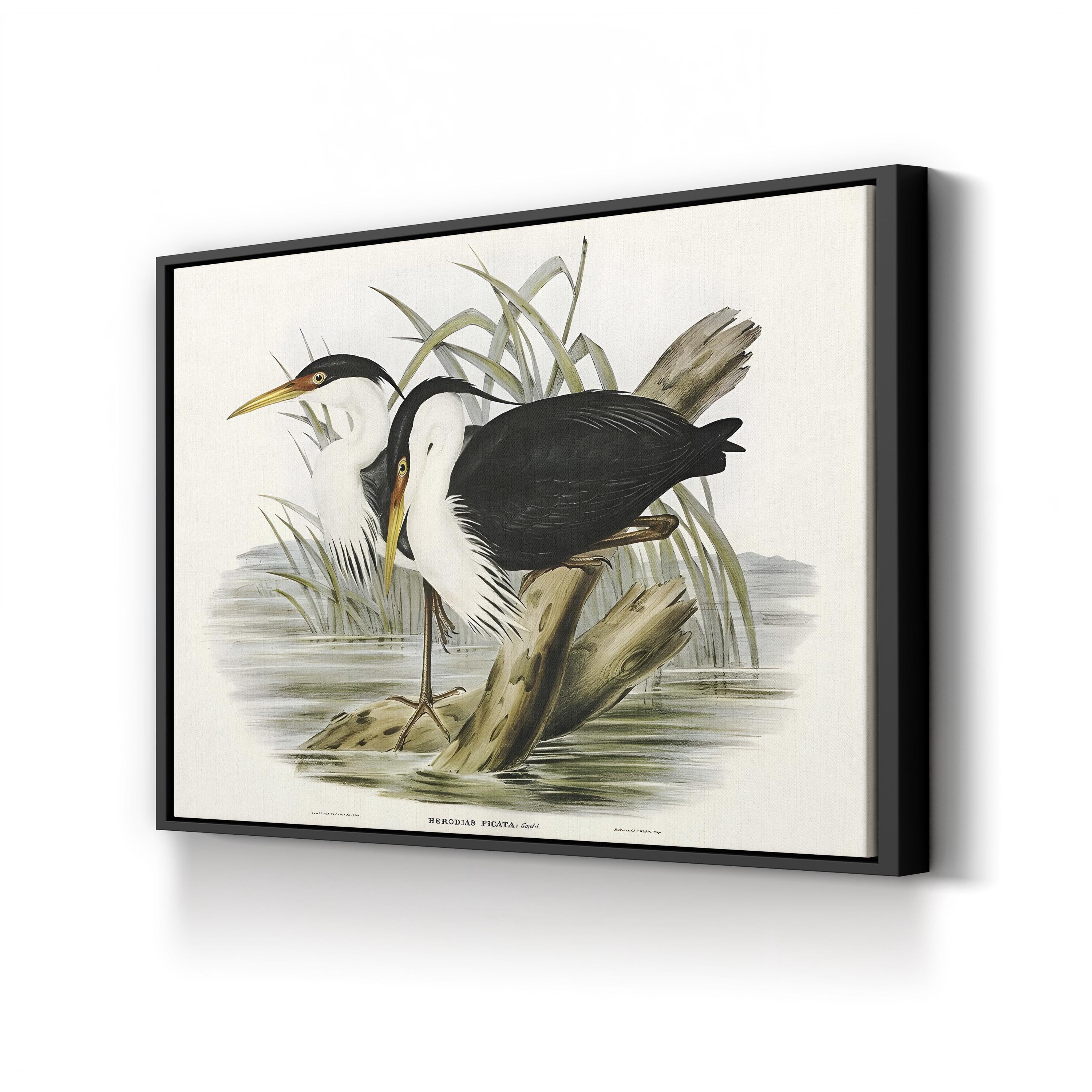 Vintage Heron Waterbird – Period Illustration Wall Art | Black & White Canvas Print