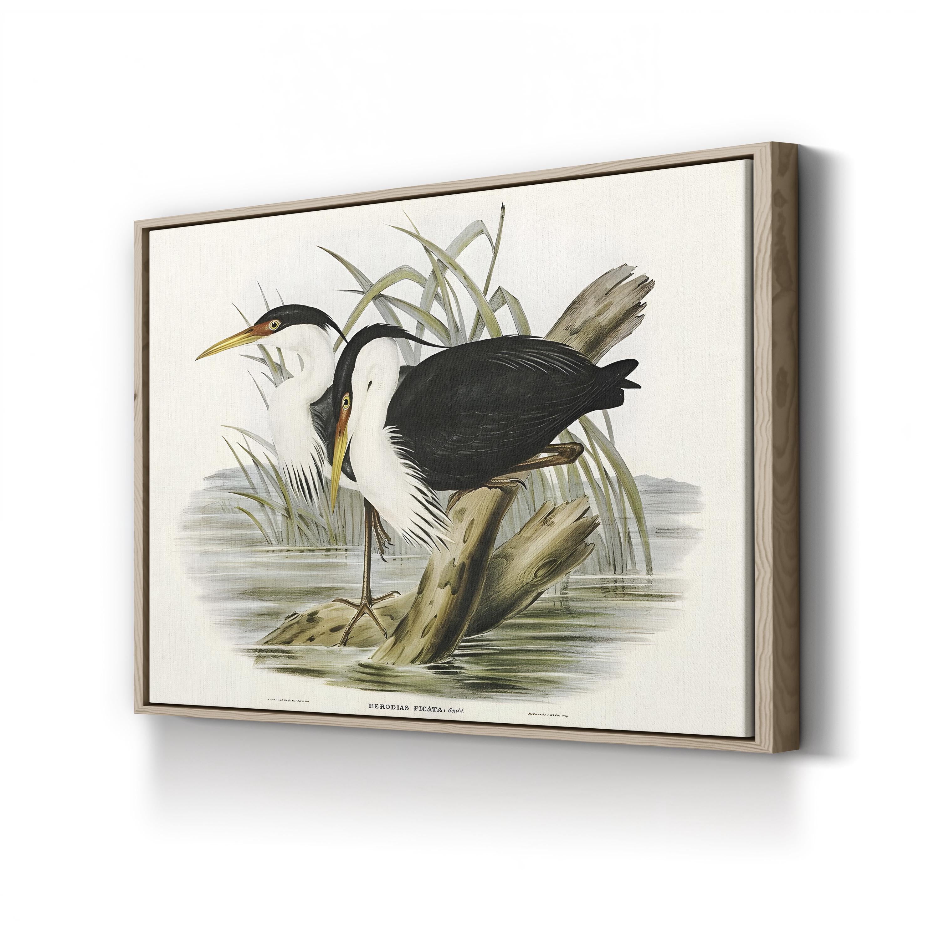 Vintage Heron Waterbird – Period Illustration Wall Art | Black & White Canvas Print
