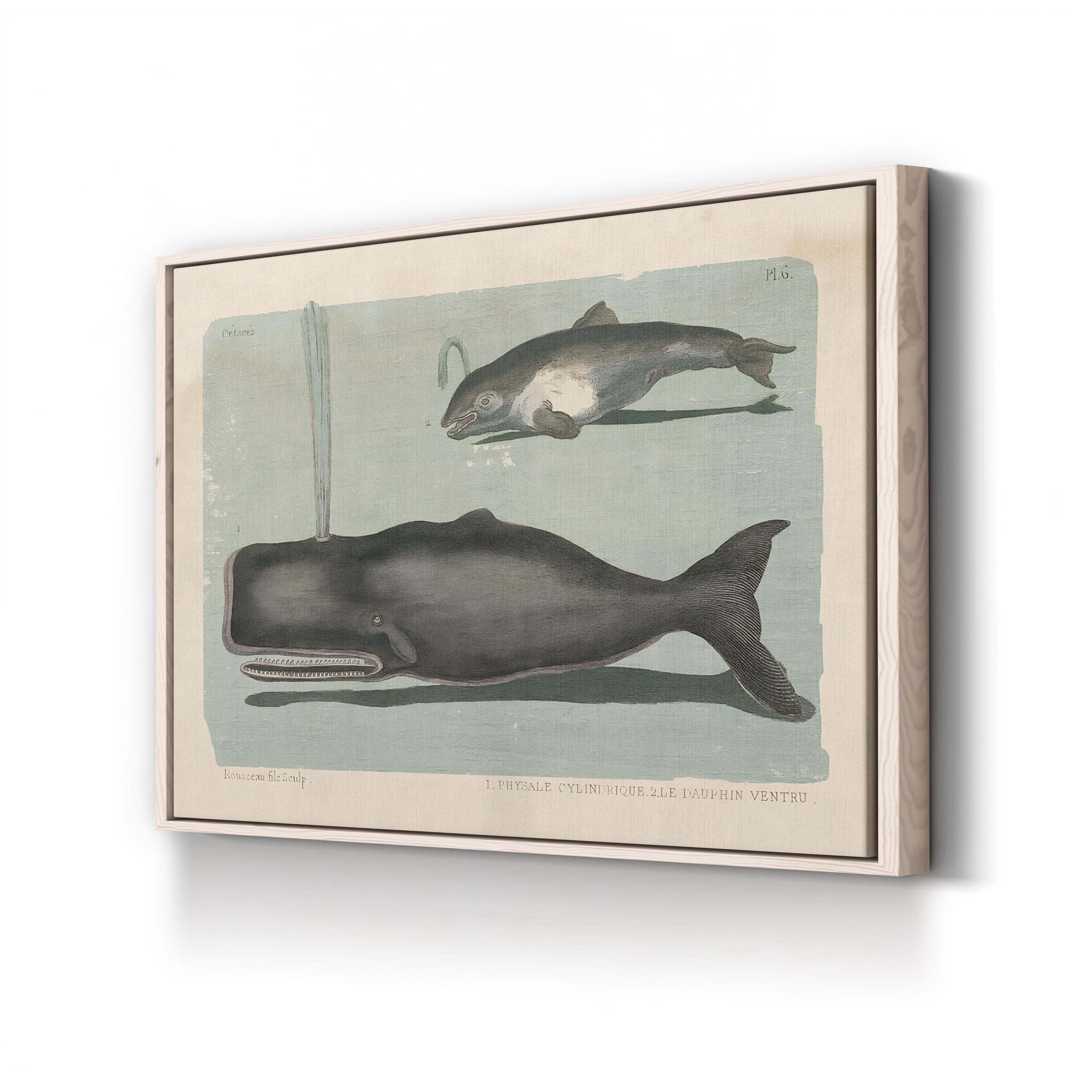 Whale Sketch II Marine Study – Period Illustration Wall Art | Vintage Coastal Canvas Print