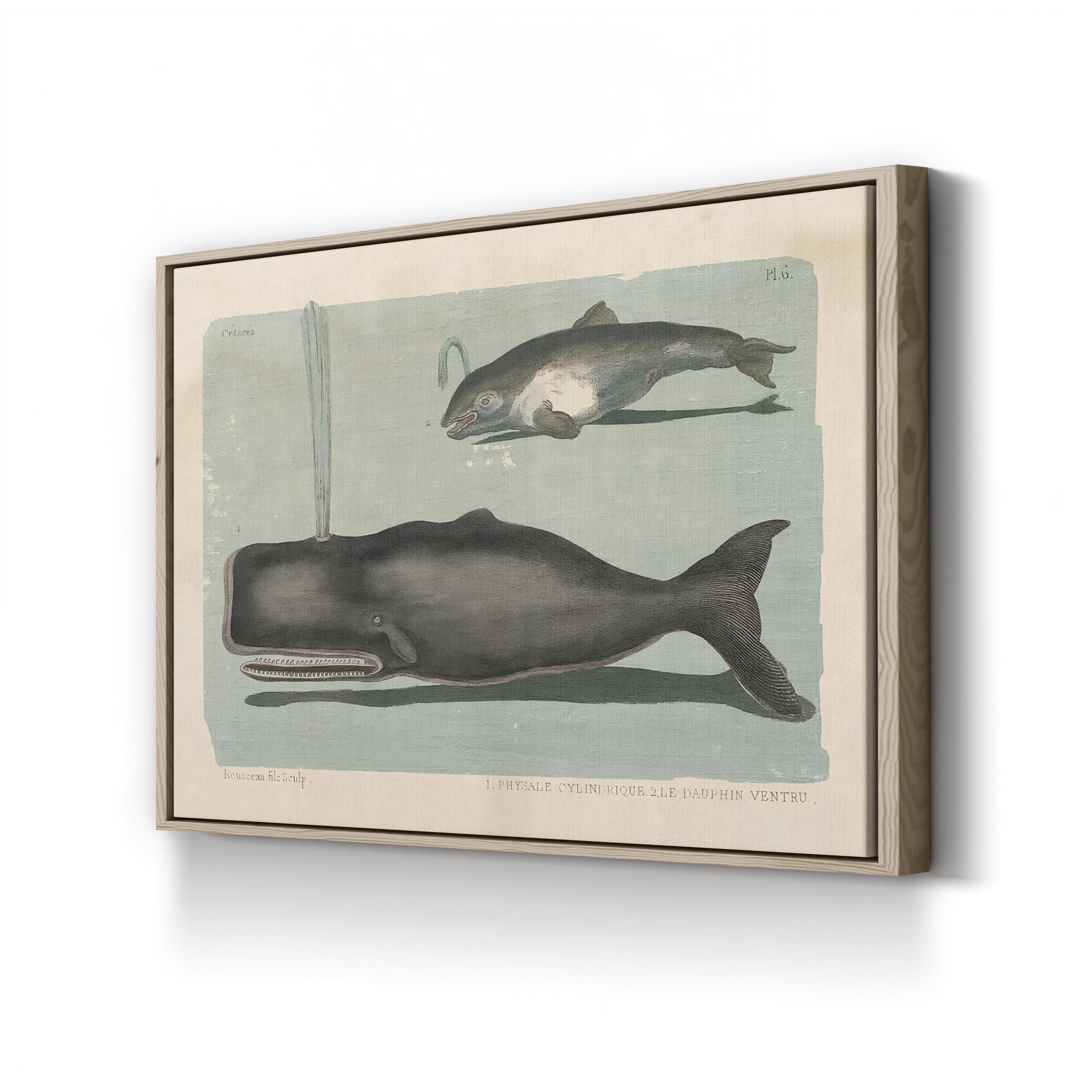 Whale Sketch II Marine Study – Period Illustration Wall Art | Vintage Coastal Canvas Print
