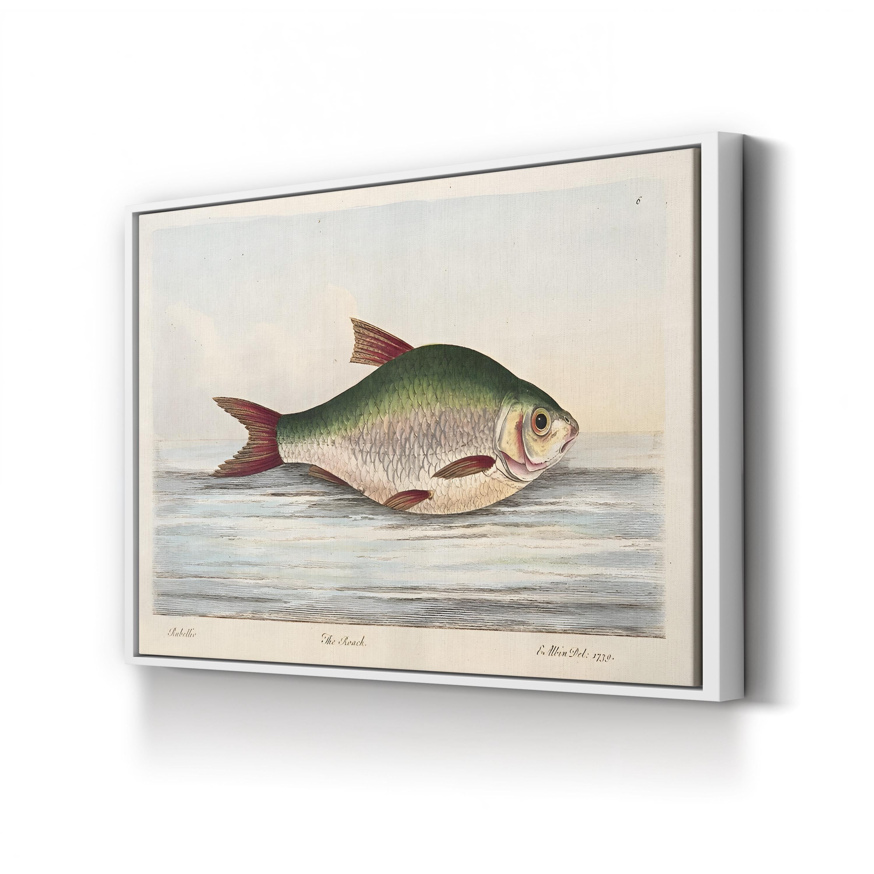 The Roach, by Eleazar Albin canvas print in White frame, displayed in a room
