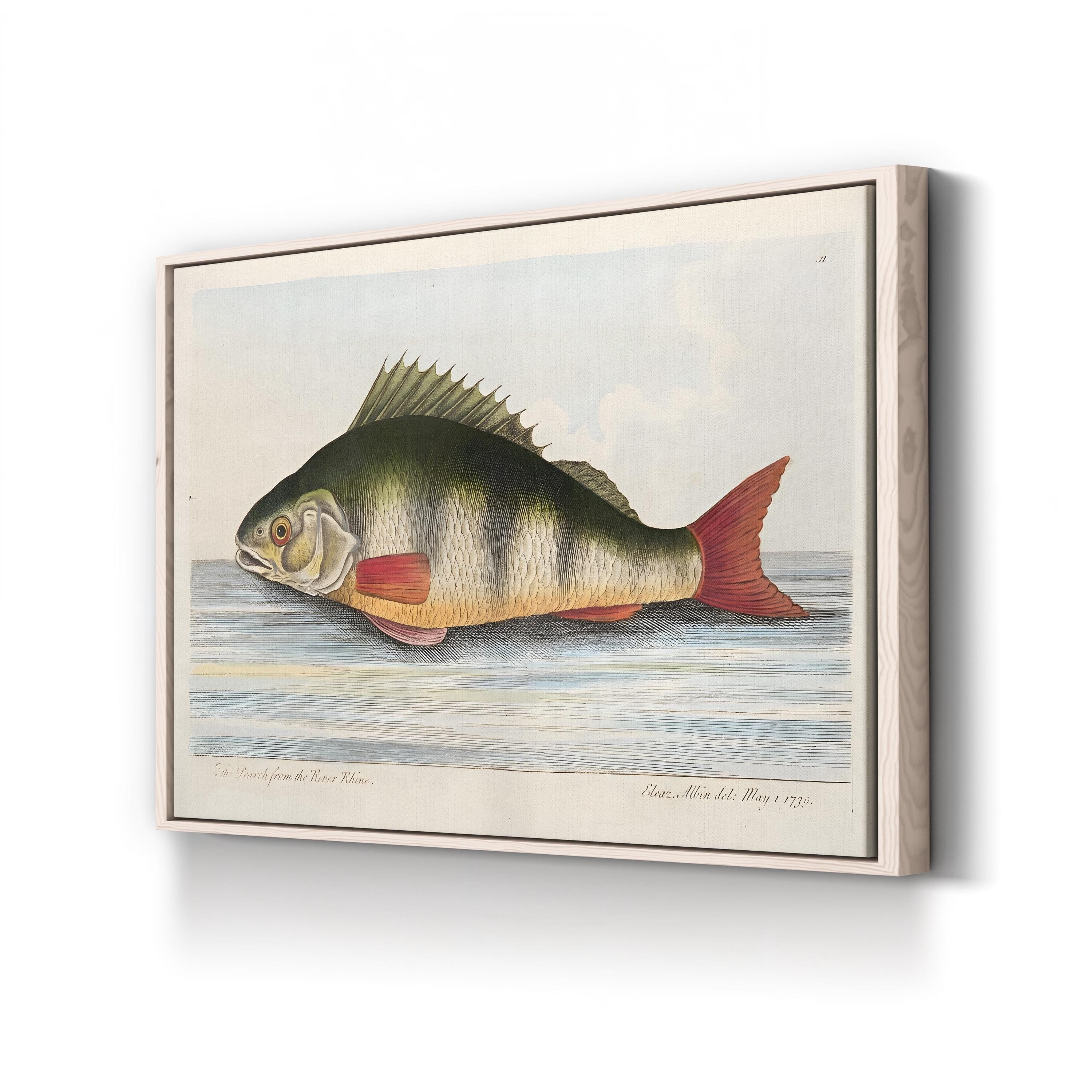 The Perch from the River Rhine, by Eleazar Albin canvas print in Natural frame