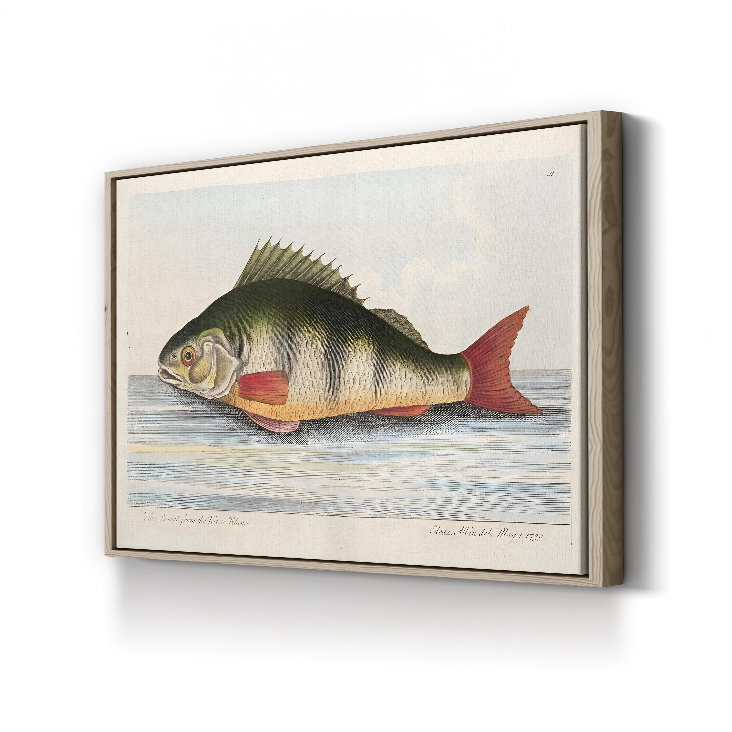 The Perch from the River Rhine, by Eleazar Albin canvas print in Oak frame