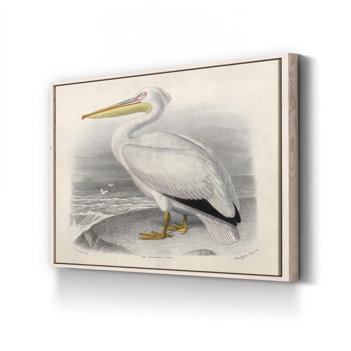 White Pelican, by Édouard Traviès canvas print in natural wood frame
