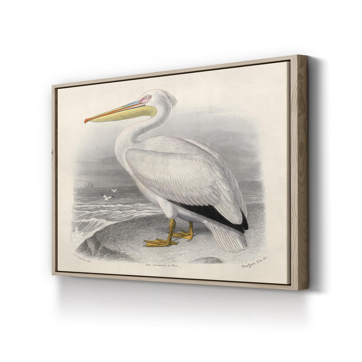 White Pelican, by Édouard Traviès canvas print in oak frame