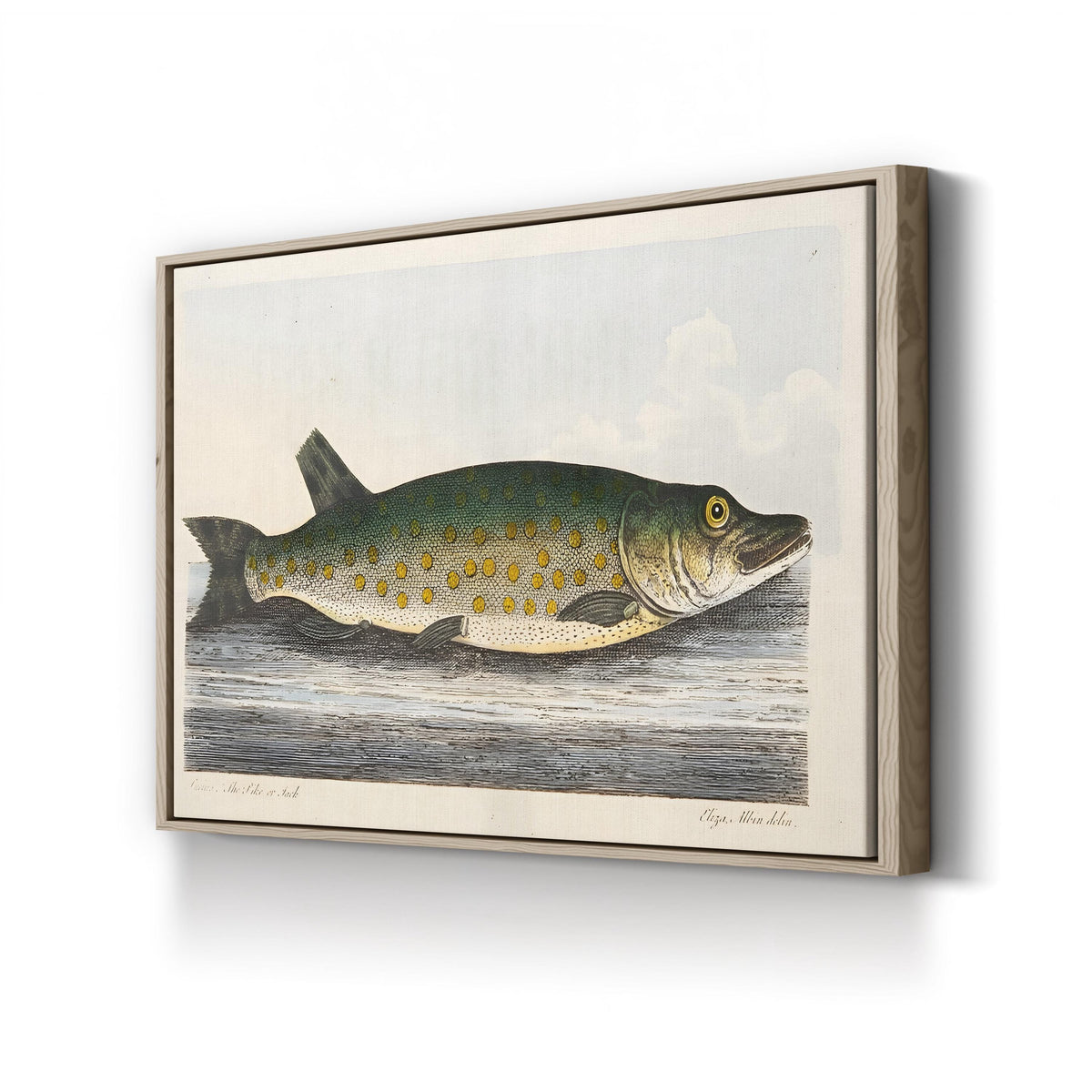 The Pike engraved by Eleazar Albin canvas print in oak frame