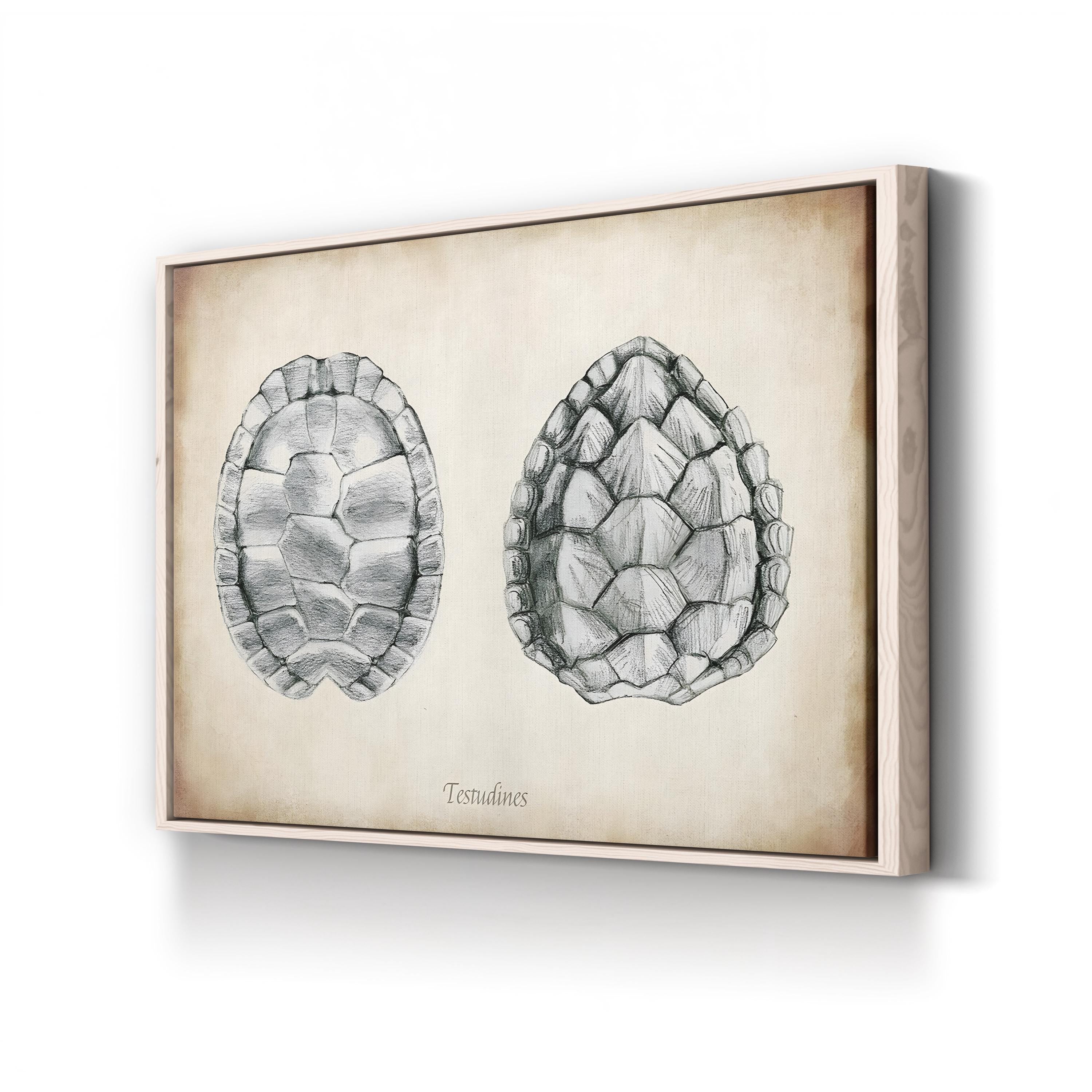 Testudines Turtle Shells canvas print in Natural frame