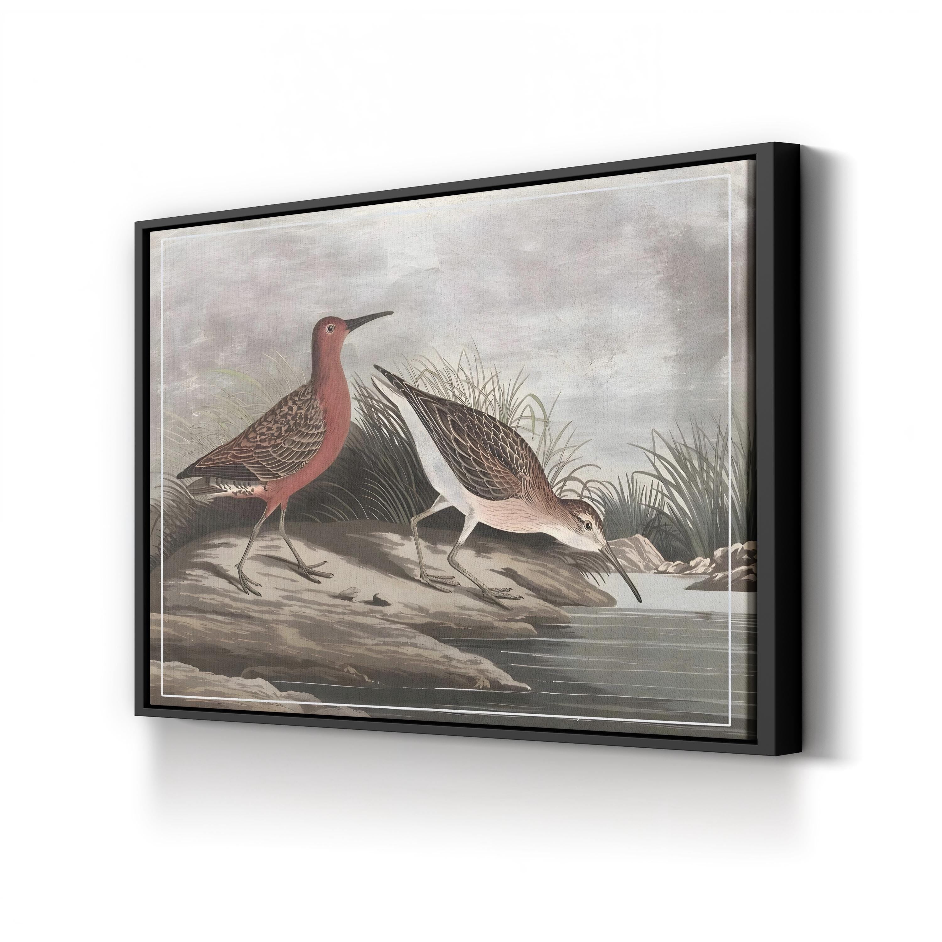 19th-Century Sandpipers – Period Illustration Wall Art | Coastal Bird Canvas Print