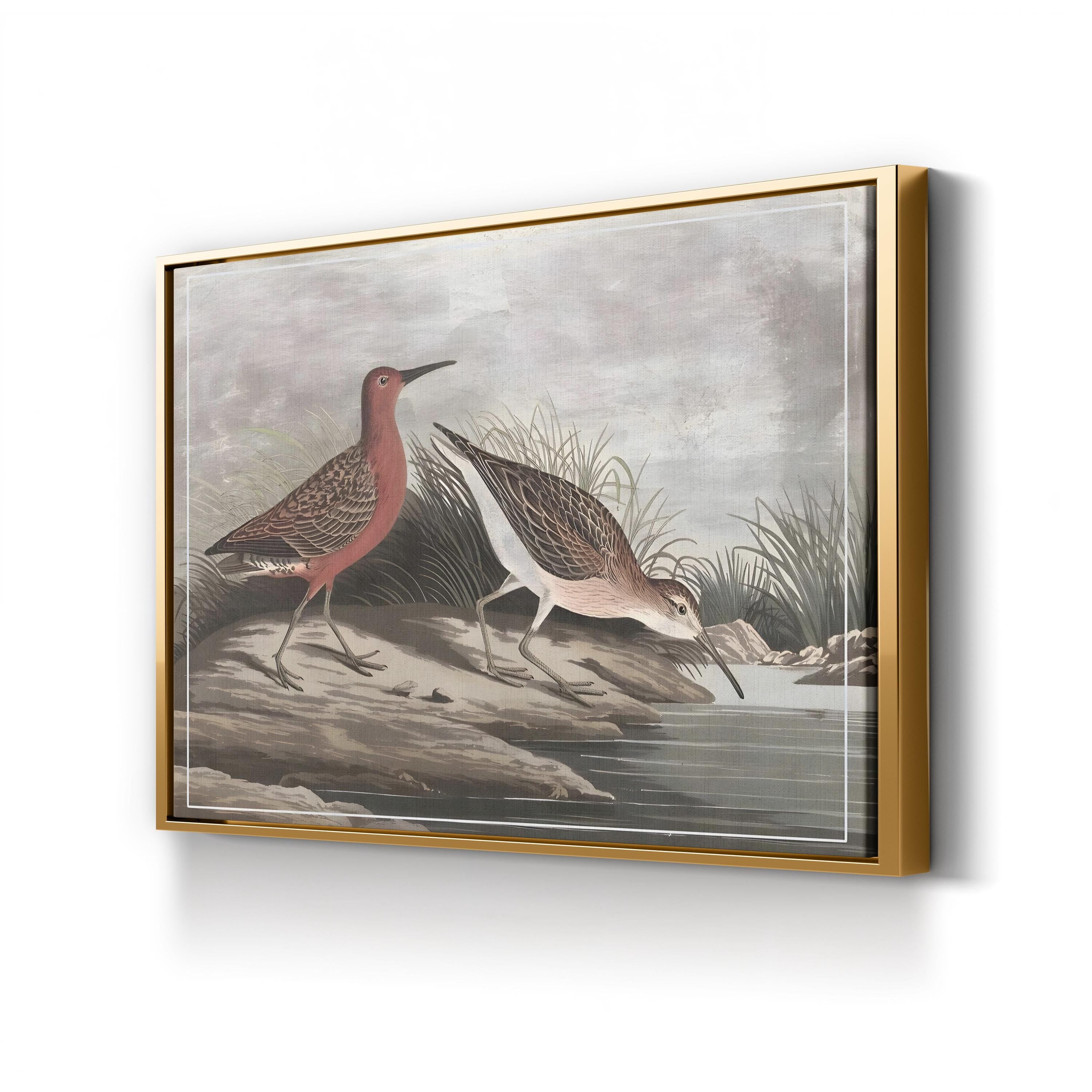 19th-Century Sandpipers – Period Illustration Wall Art | Coastal Bird Canvas Print