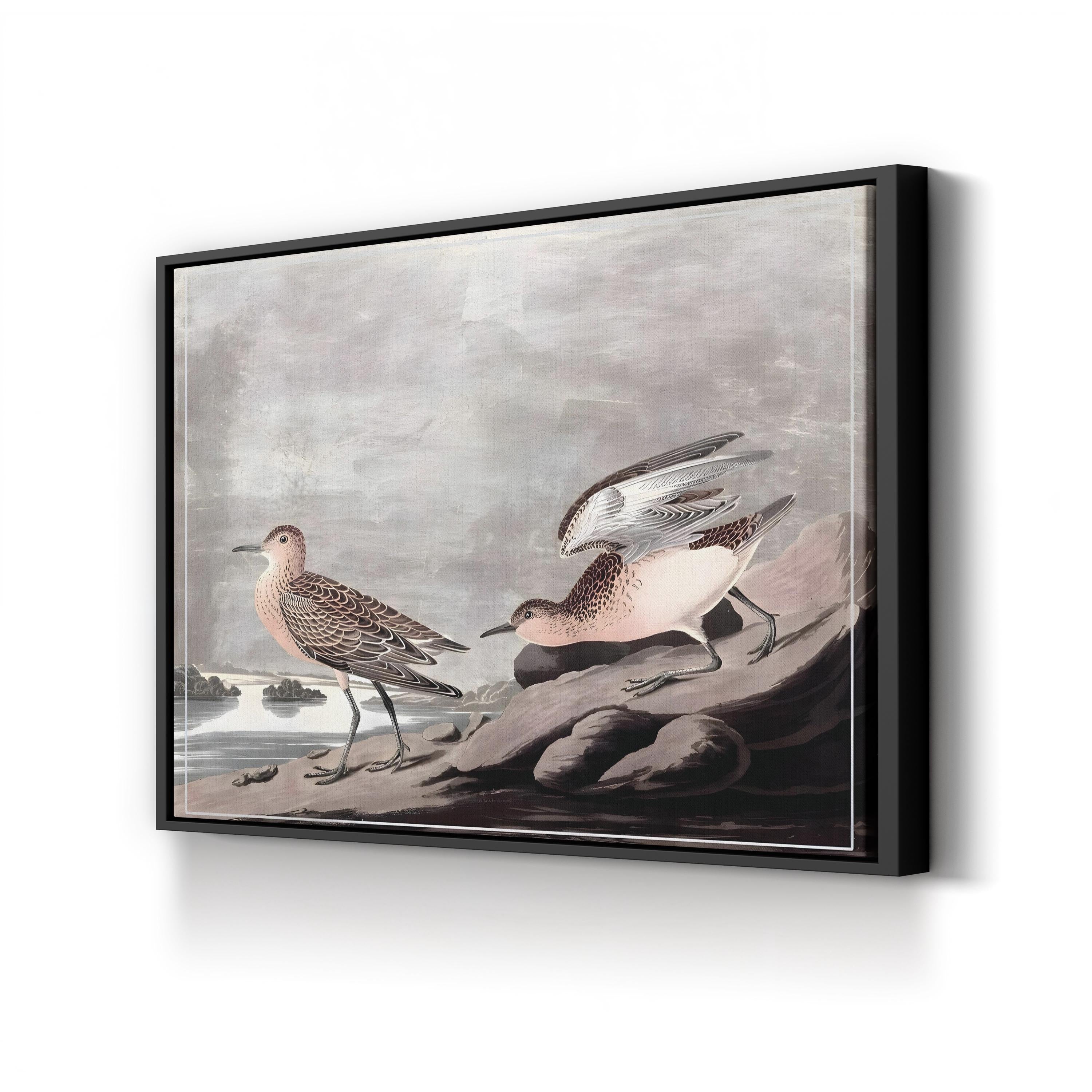 Buff-Breasted Sandpiper, by John James Audubon canvas print in Black frame