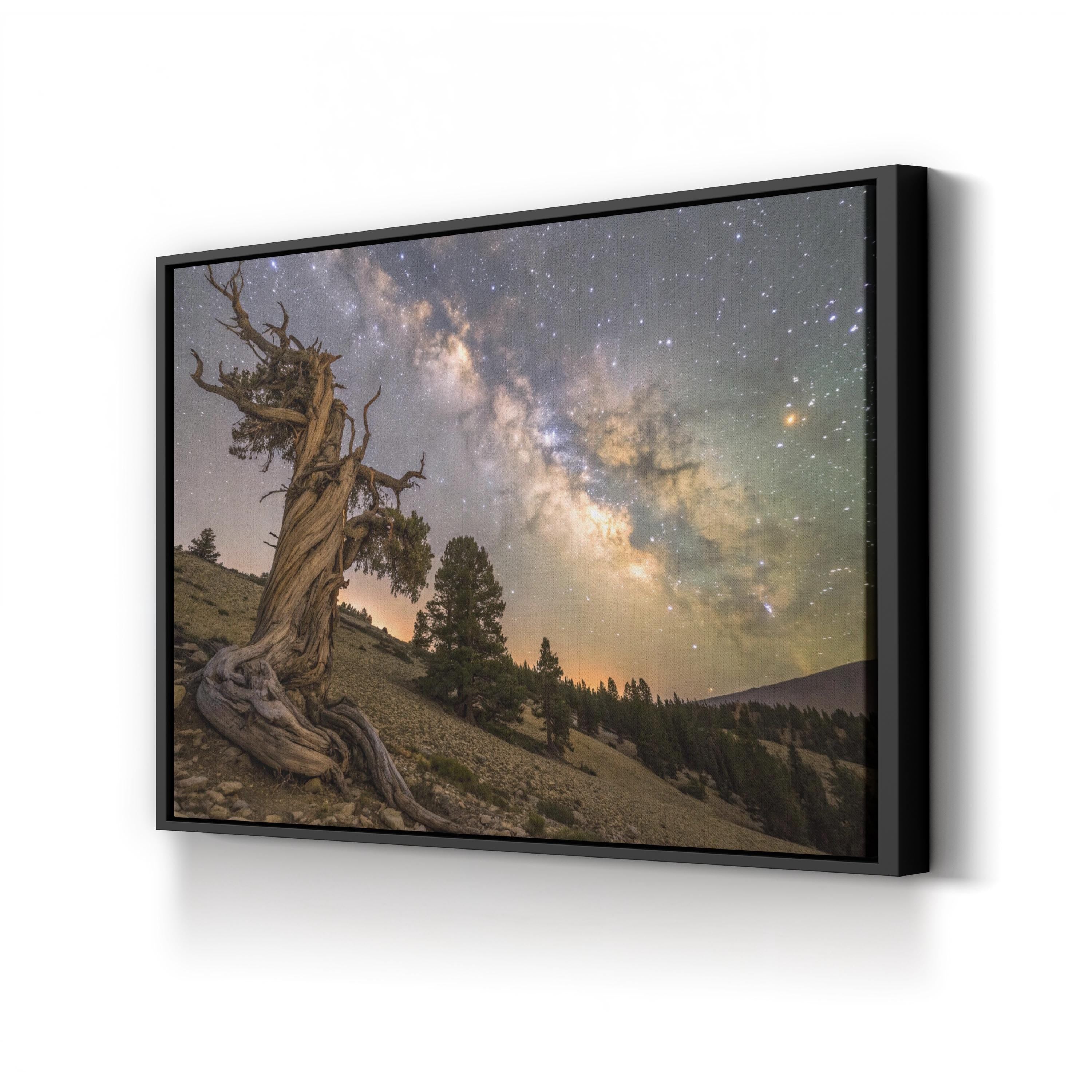 Bristlecone Pine – Vintage Photography Wall Art | California Mountain Canvas Print