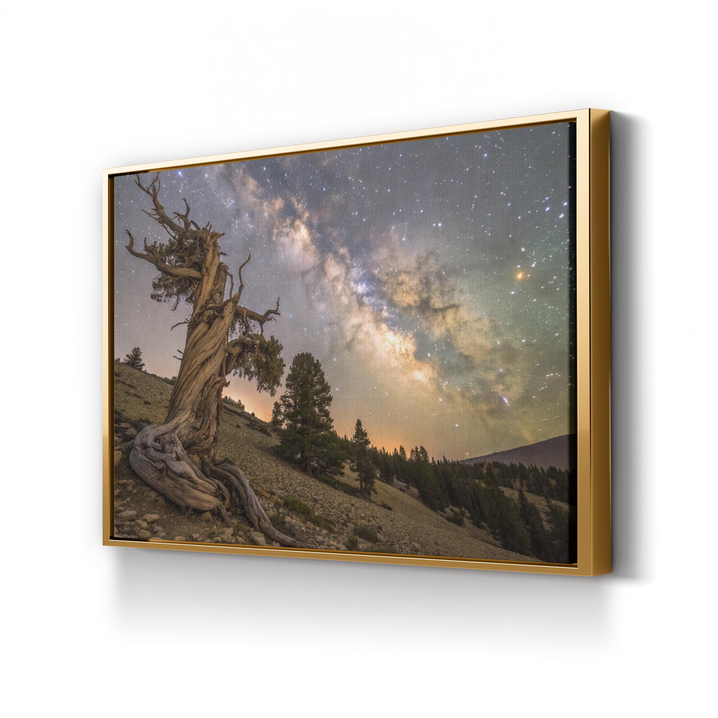 Bristlecone Pine – Vintage Photography Wall Art | California Mountain Canvas Print