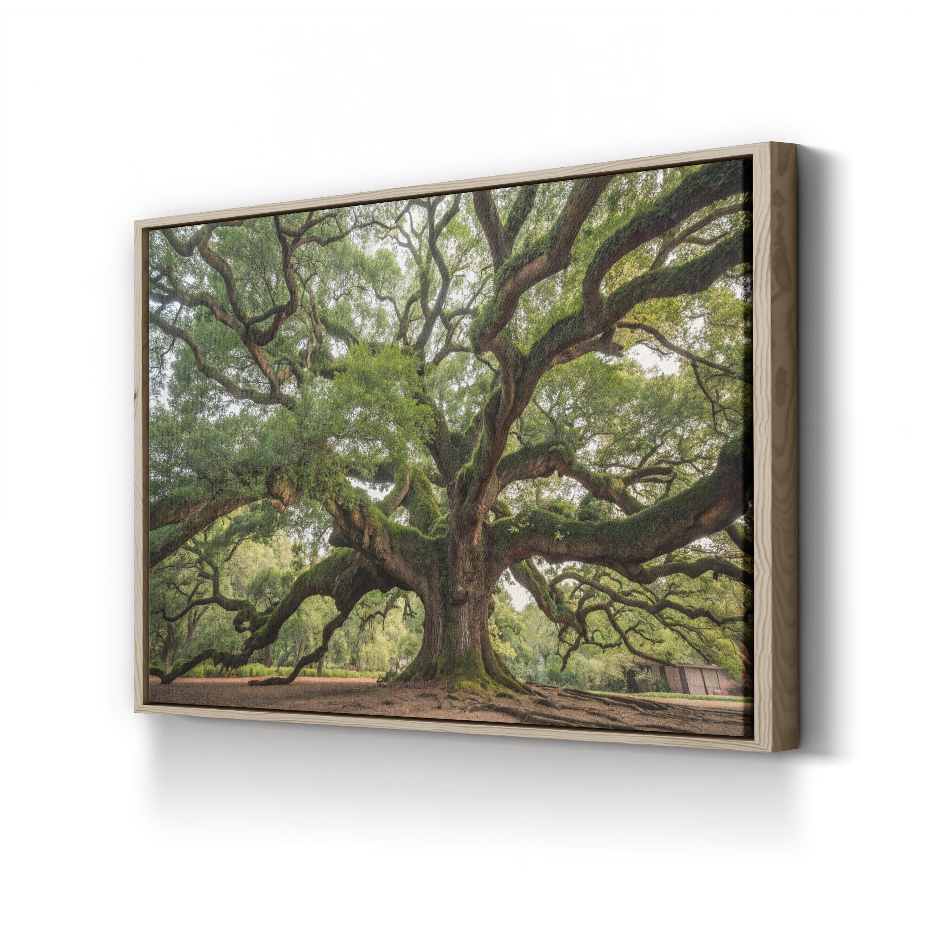 Charleston Angel Oak – Vintage Photography Wall Art | Southern Landscape Canvas Print