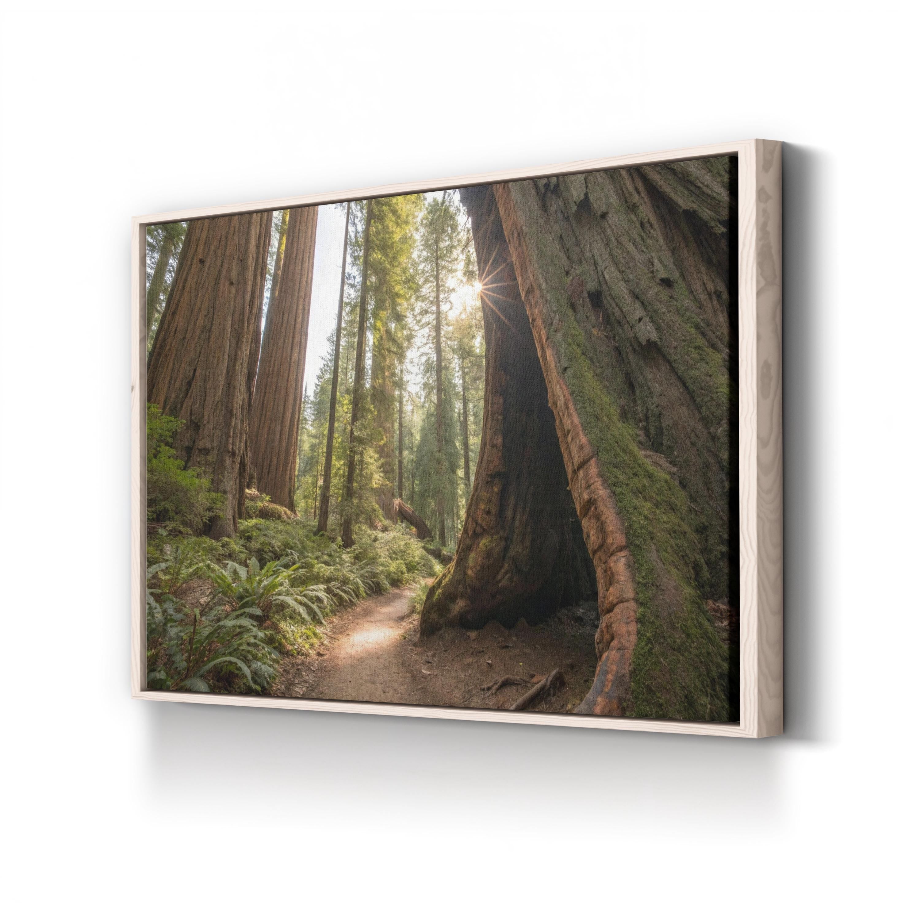 Muir Woods Sequoias – Vintage Photography Wall Art | California Forest Canvas Print