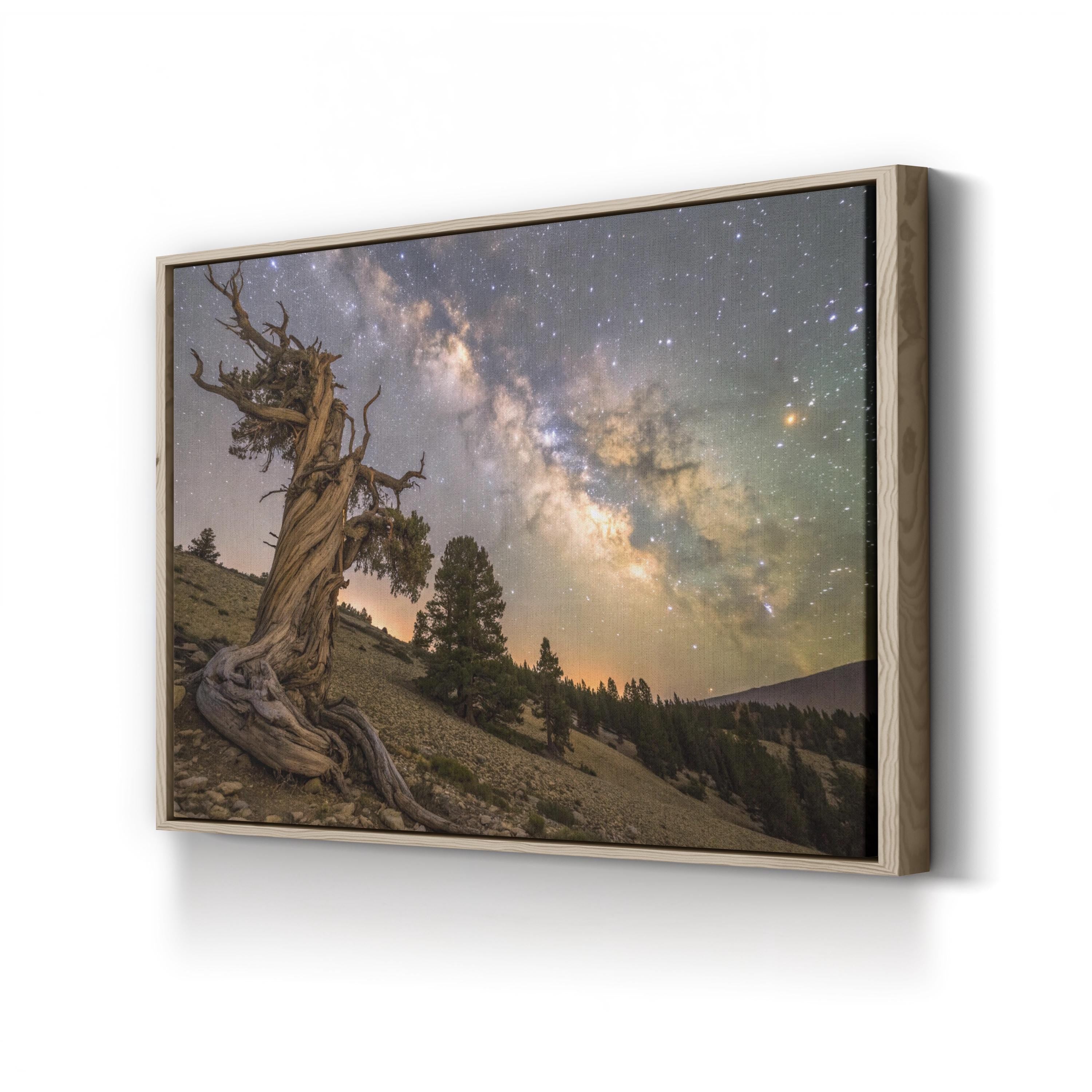 Bristlecone Pine – Vintage Photography Wall Art | California Mountain Canvas Print