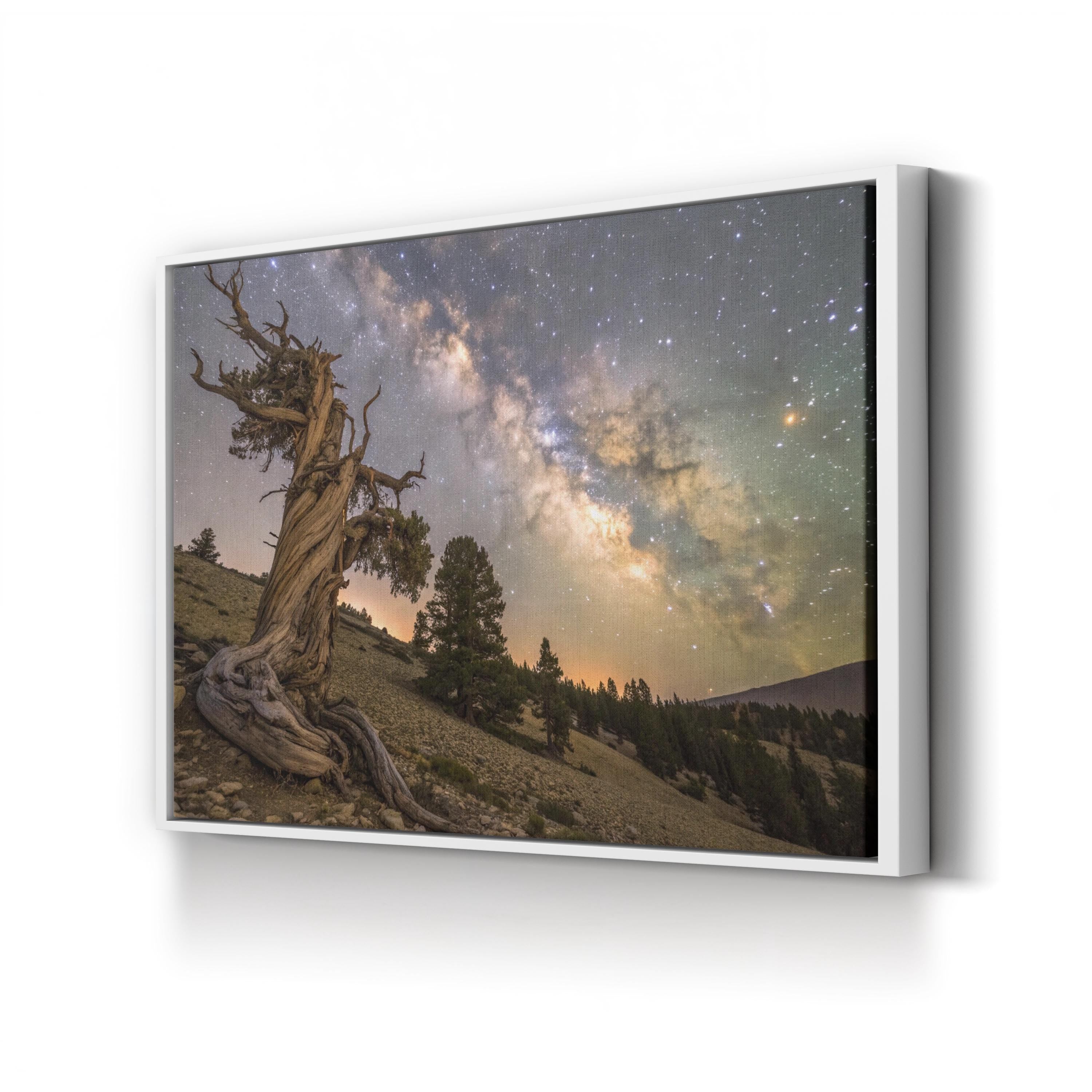 Bristlecone Pine – Vintage Photography Wall Art | California Mountain Canvas Print