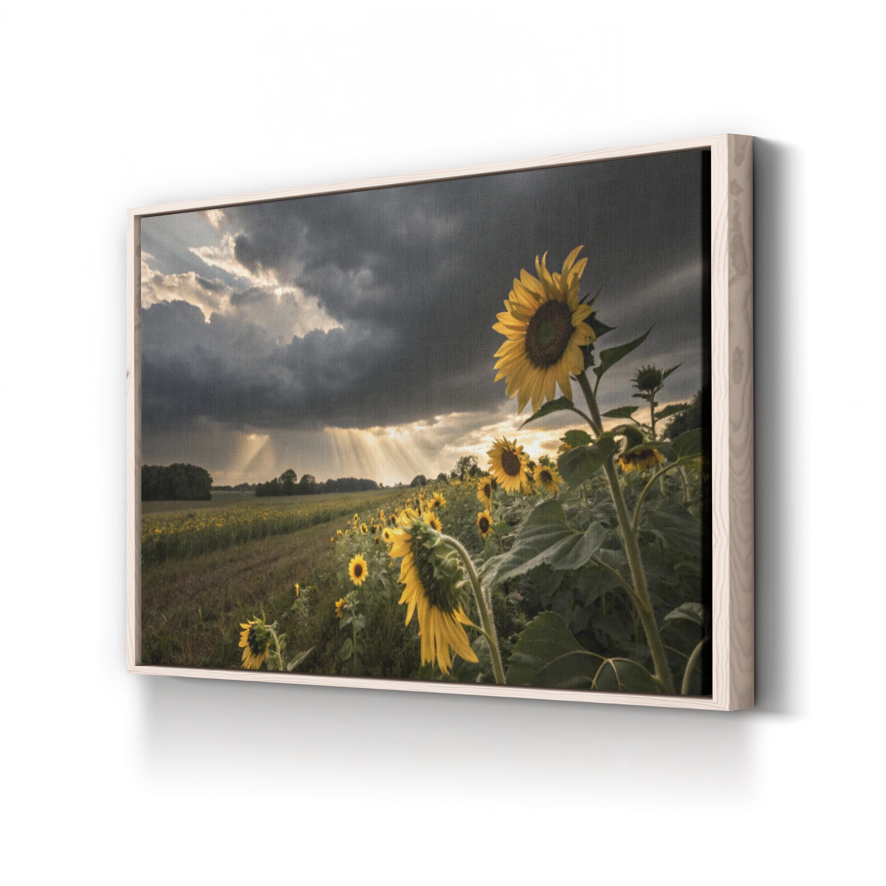 Farmhouse Sunflower Field – Vintage Photography Wall Art | Overcast Floral Canvas Print
