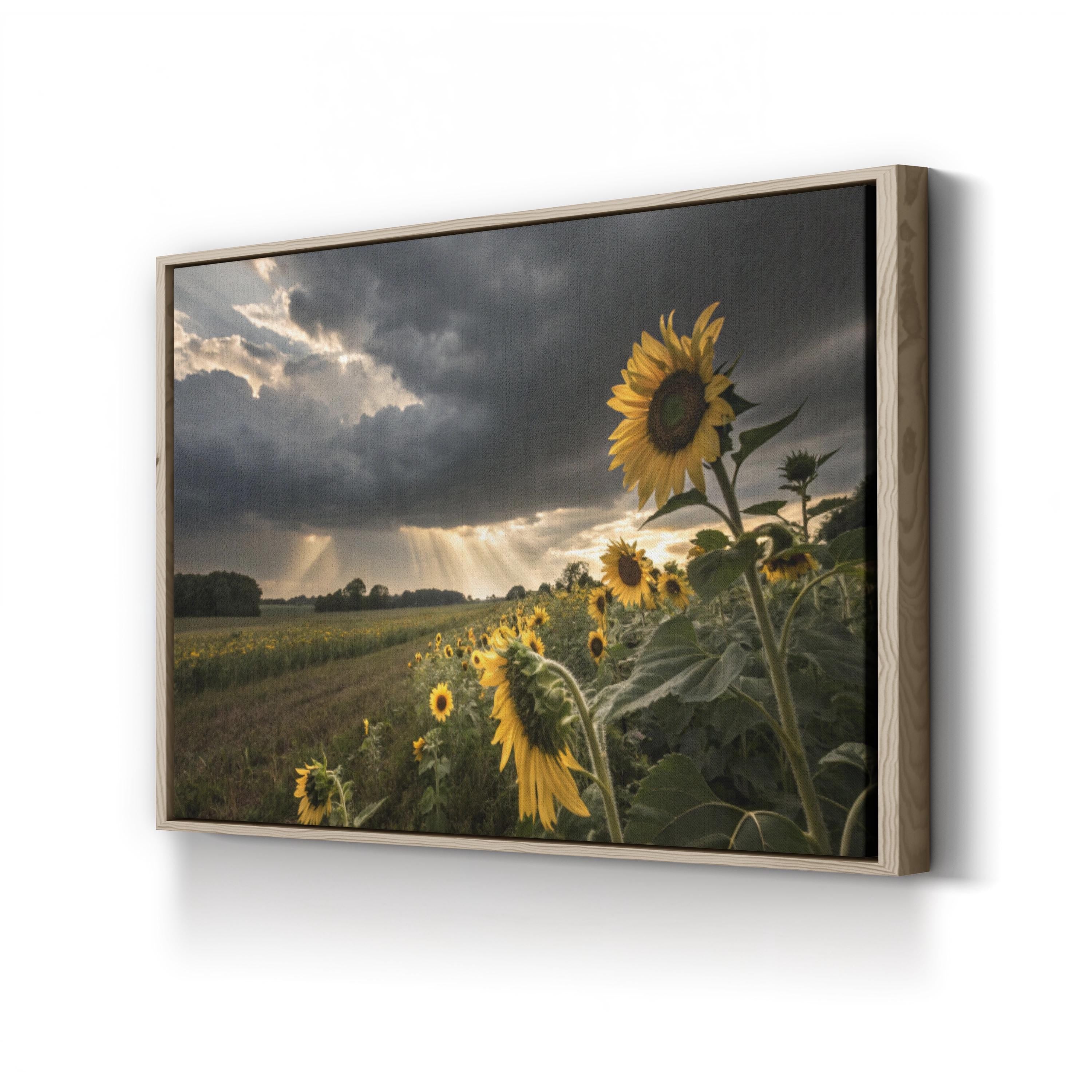 Farmhouse Sunflower Field – Vintage Photography Wall Art | Overcast Floral Canvas Print