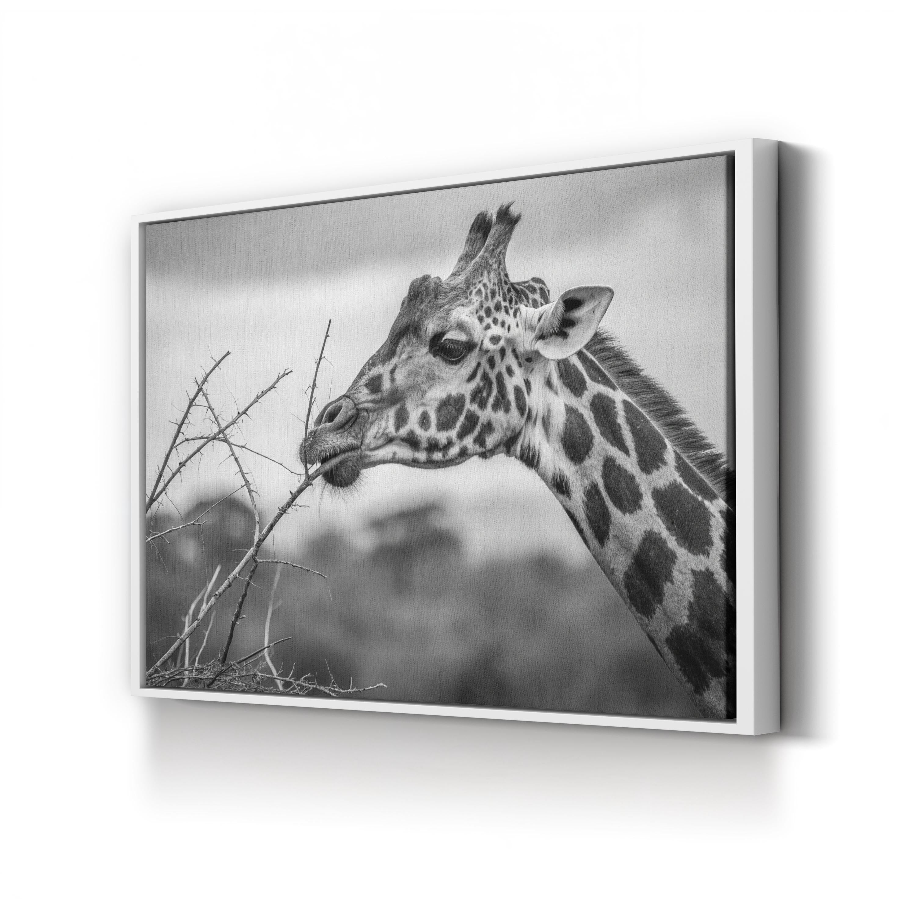 Black & White Giraffe – Period Illustration Wall Art | Wildlife Canvas Print