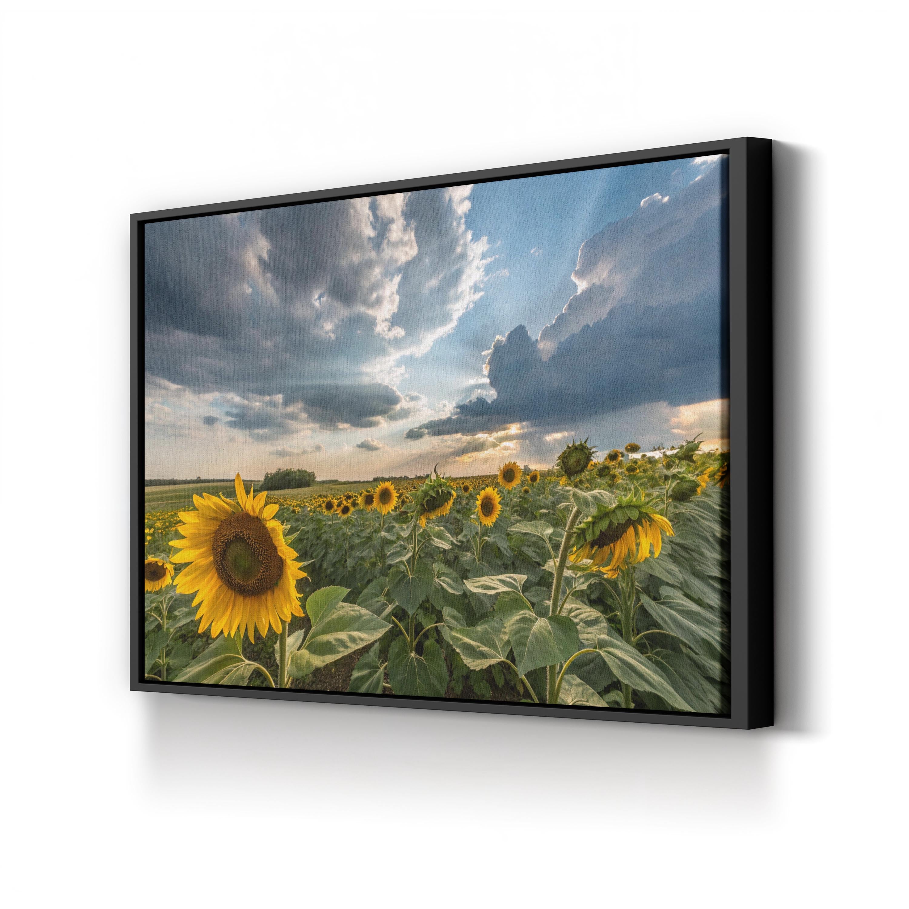 Sunflower Field – Vintage Photography Wall Art | Dramatic Sky Landscape Canvas Print