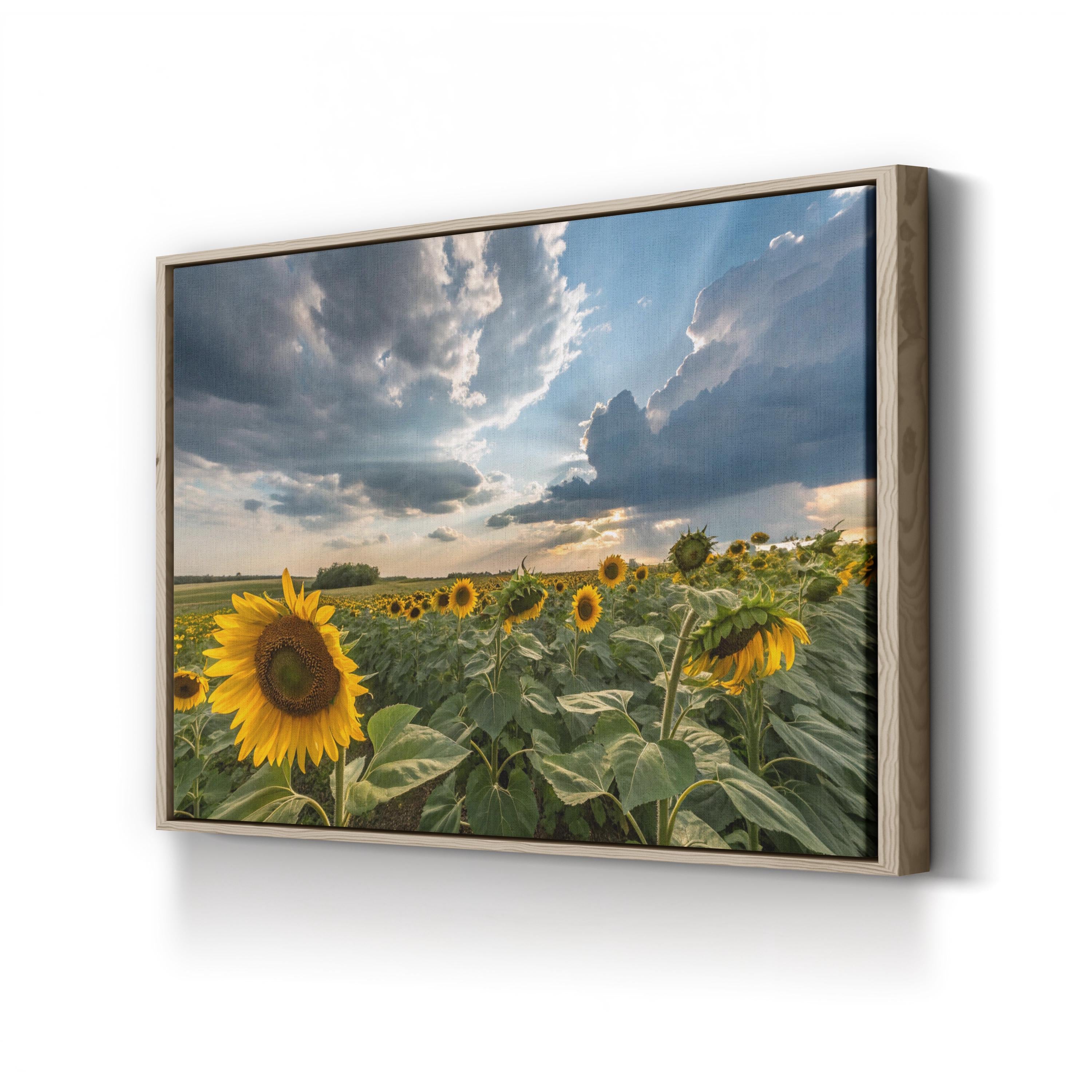 Sunflower Field – Vintage Photography Wall Art | Dramatic Sky Landscape Canvas Print