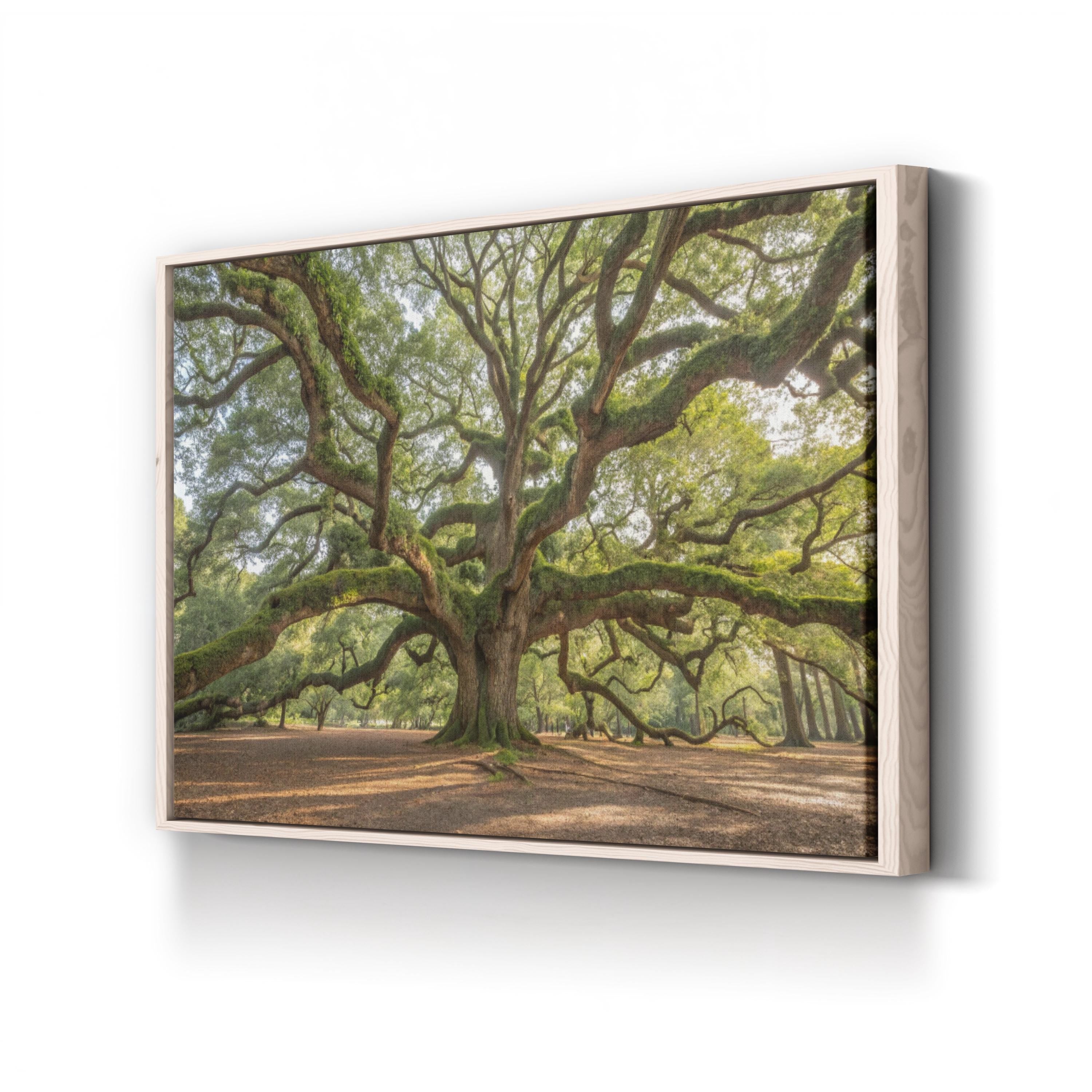 Angel Oak, Charleston, South Carolina Wall Art by Holly Looney – Southern Landscape Photograph