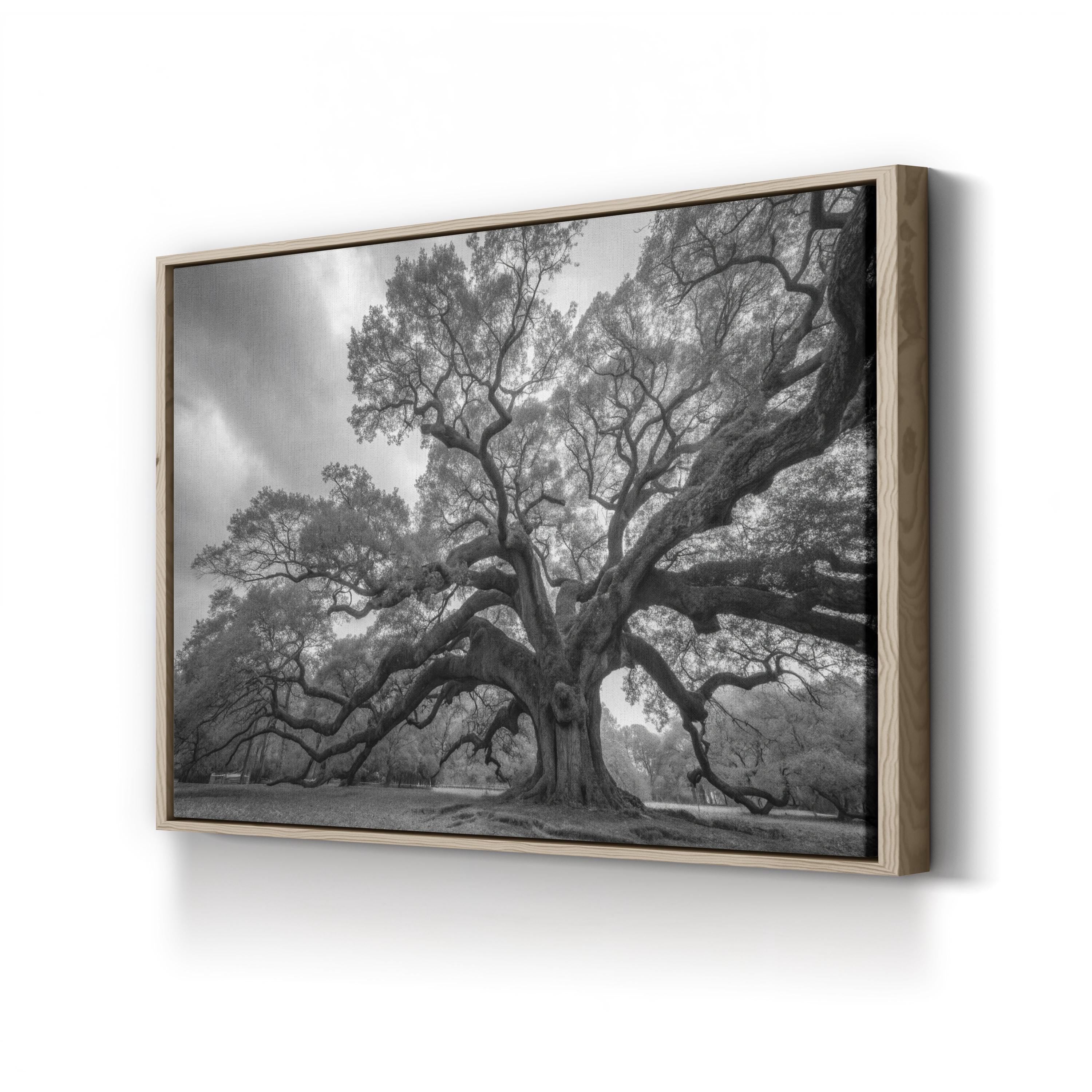 Charleston’s Angel Oak: Monumental Black & White Photography