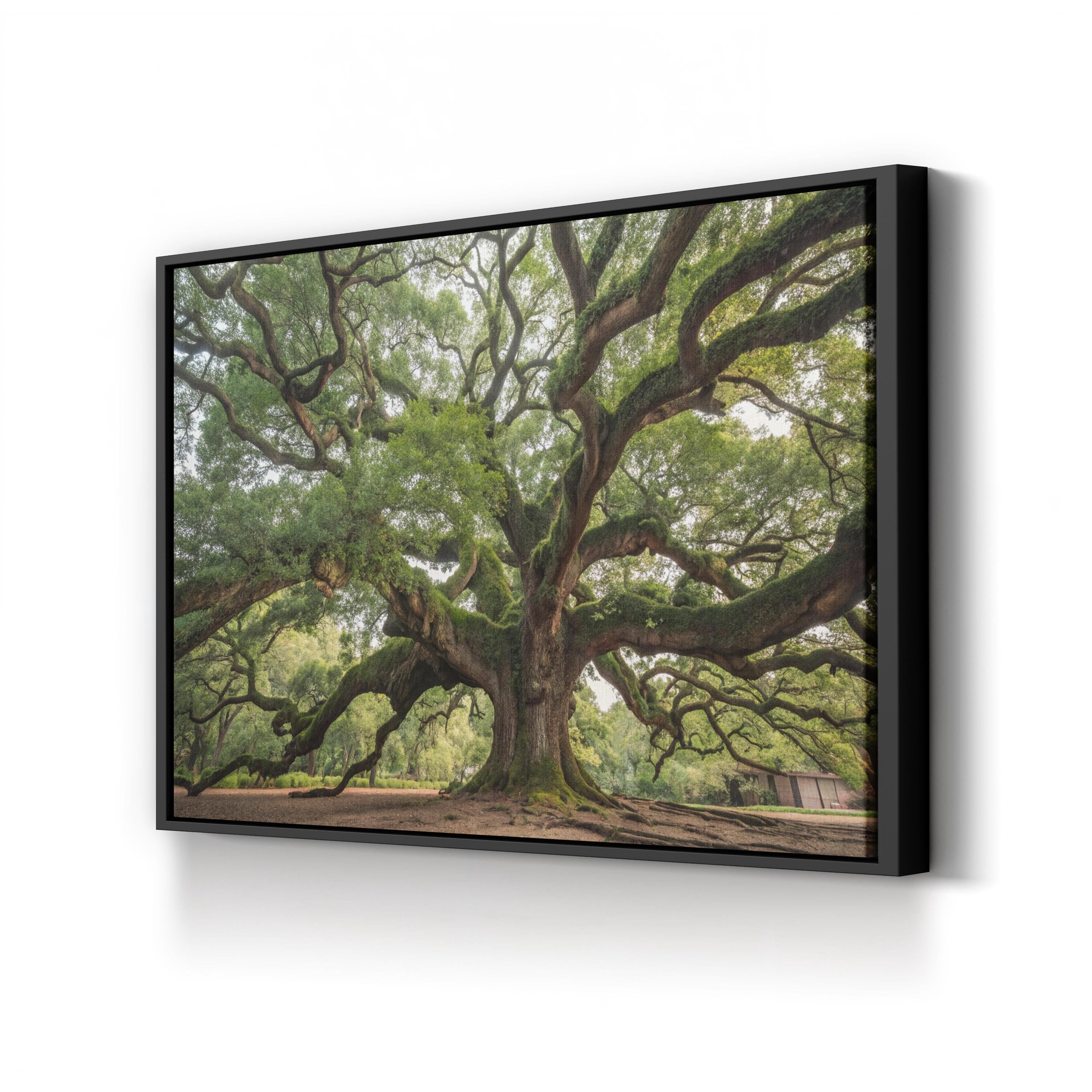 Charleston Angel Oak – Vintage Photography Wall Art | Southern Landscape Canvas Print