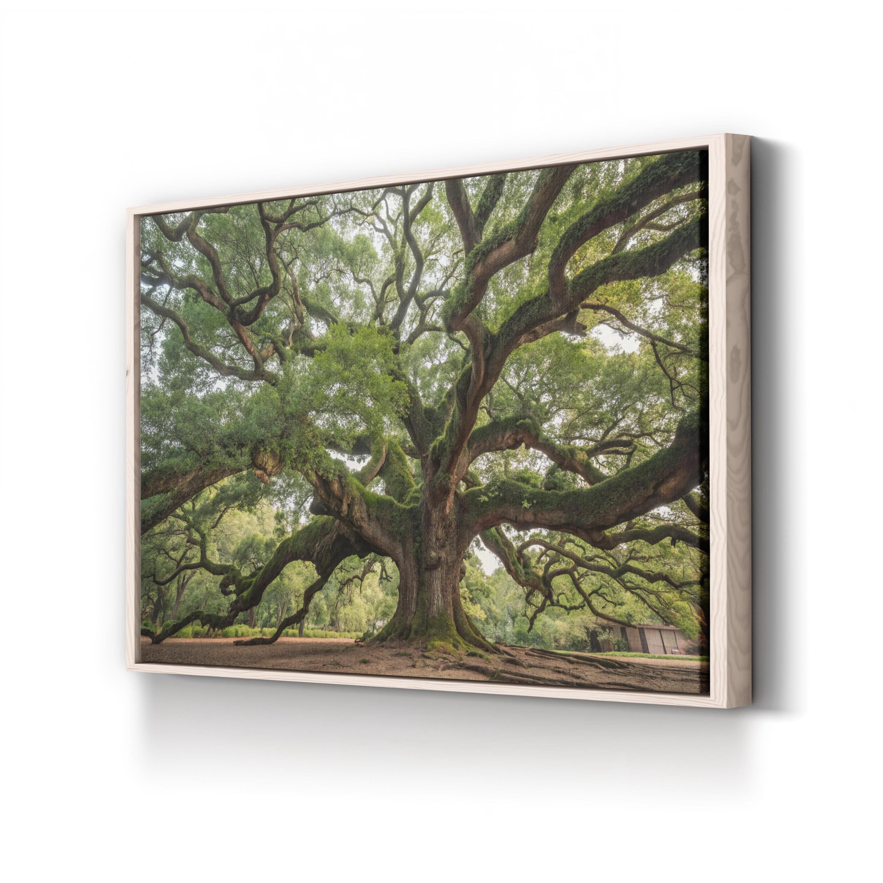 Charleston Angel Oak – Vintage Photography Wall Art | Southern Landscape Canvas Print