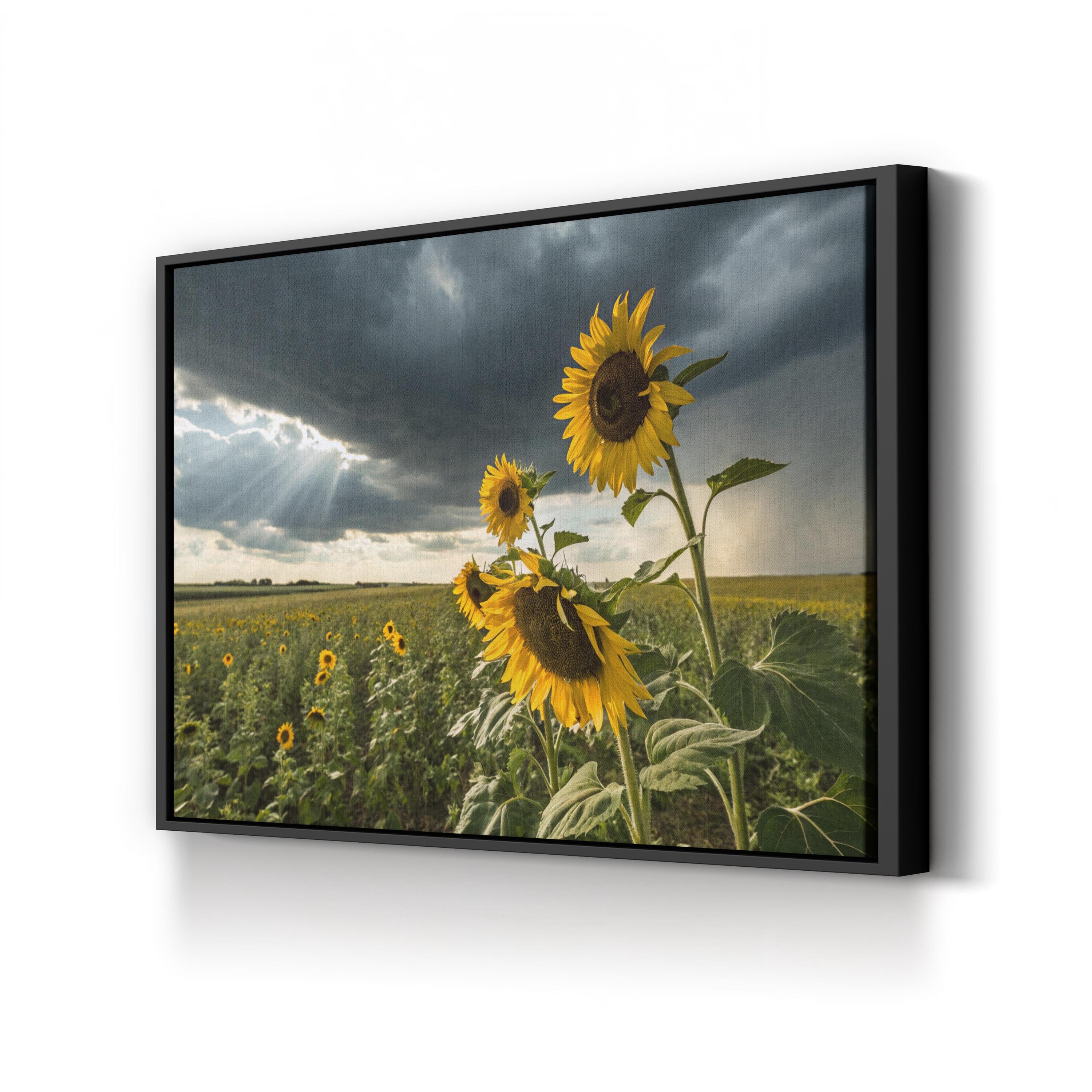 Sunflower Field – Period Illustration Wall Art | Nature Landscape Canvas Print